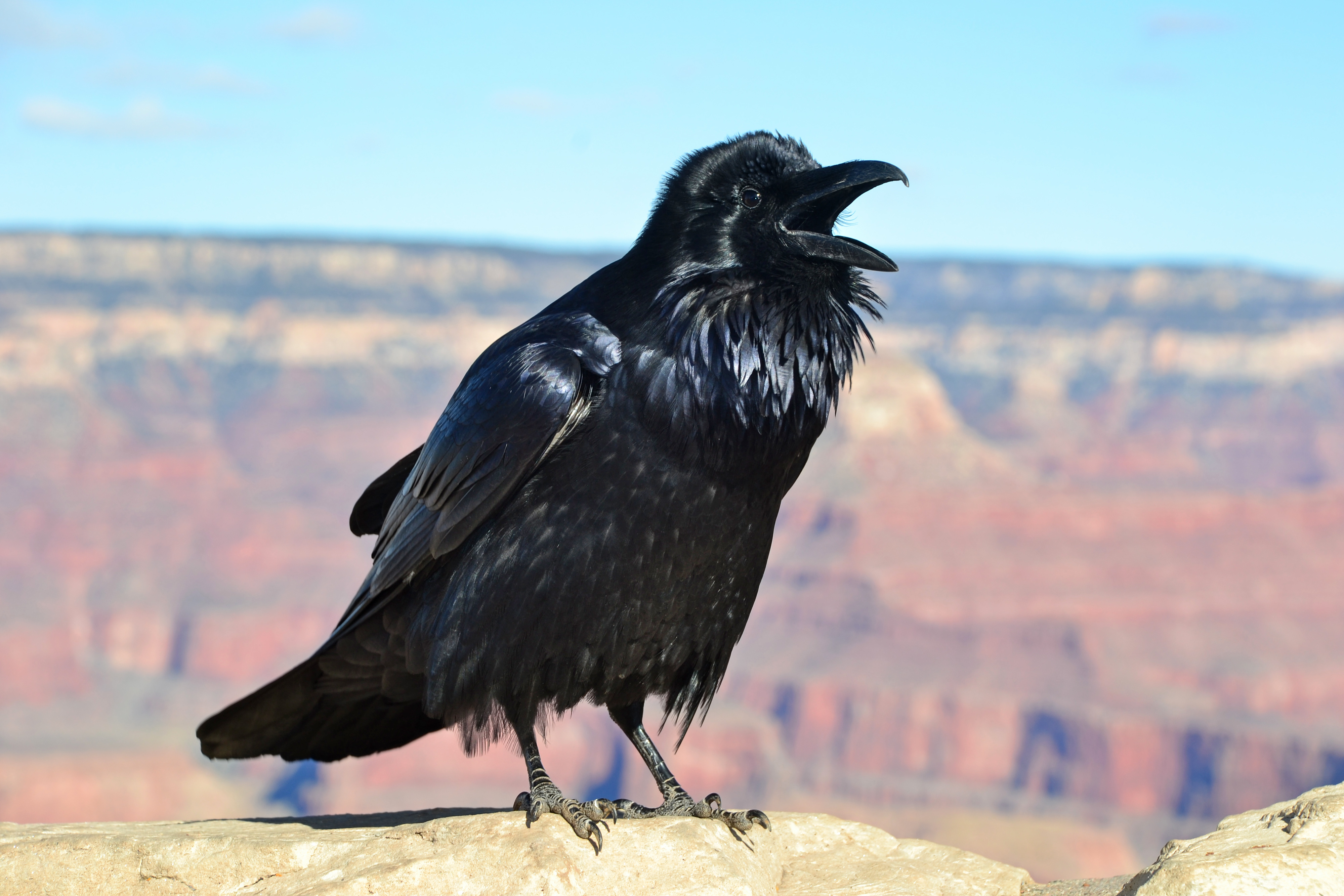 Download mobile wallpaper Birds, Animal, Raven for free.