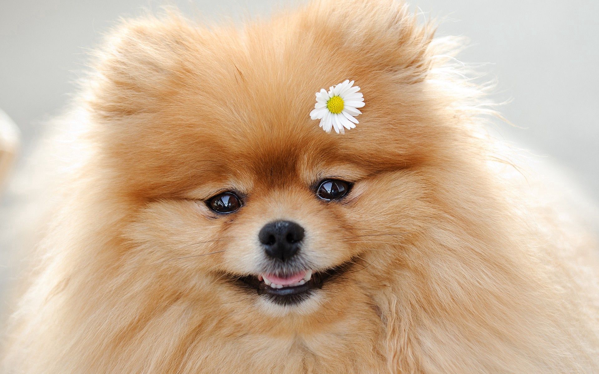 sweetheart, animals, flower, fluffy, dog, muzzle, nice HD wallpaper