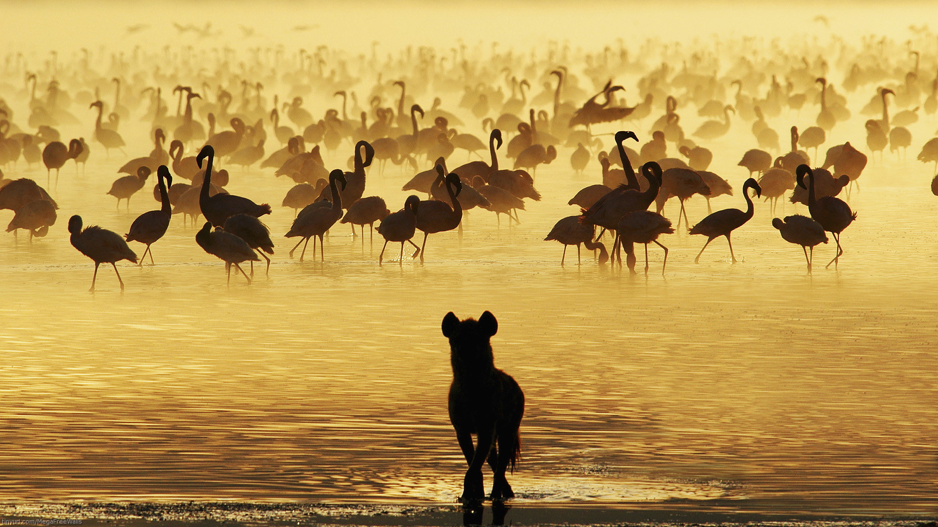 1458701 Bild herunterladen tiere, flamingo, vogel, hyäne - Hintergrundbilder und Bildschirmschoner kostenlos