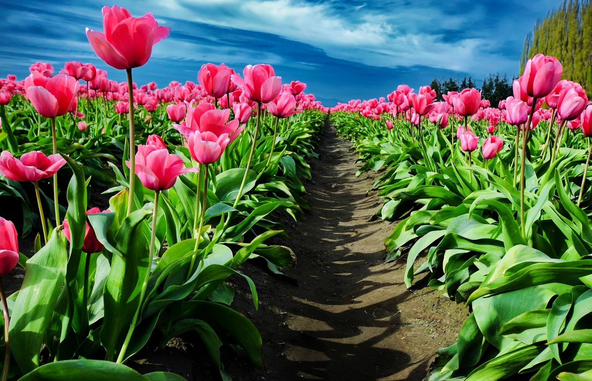 Скачати мобільні шпалери Квітка, Земля, Поле, Тюльпан, Рожева Квітка, Флауерзи безкоштовно.