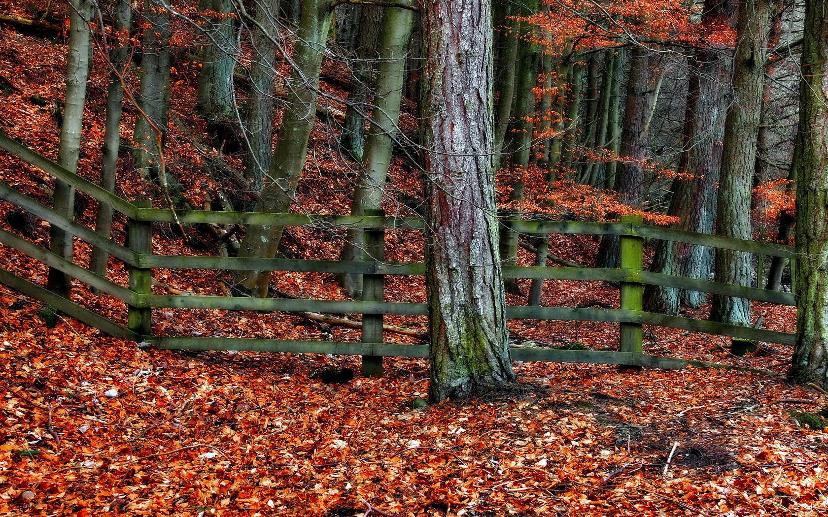 nature, trees, autumn, leaves, orange, wood, tree, grey, fence, fencing, enclosure