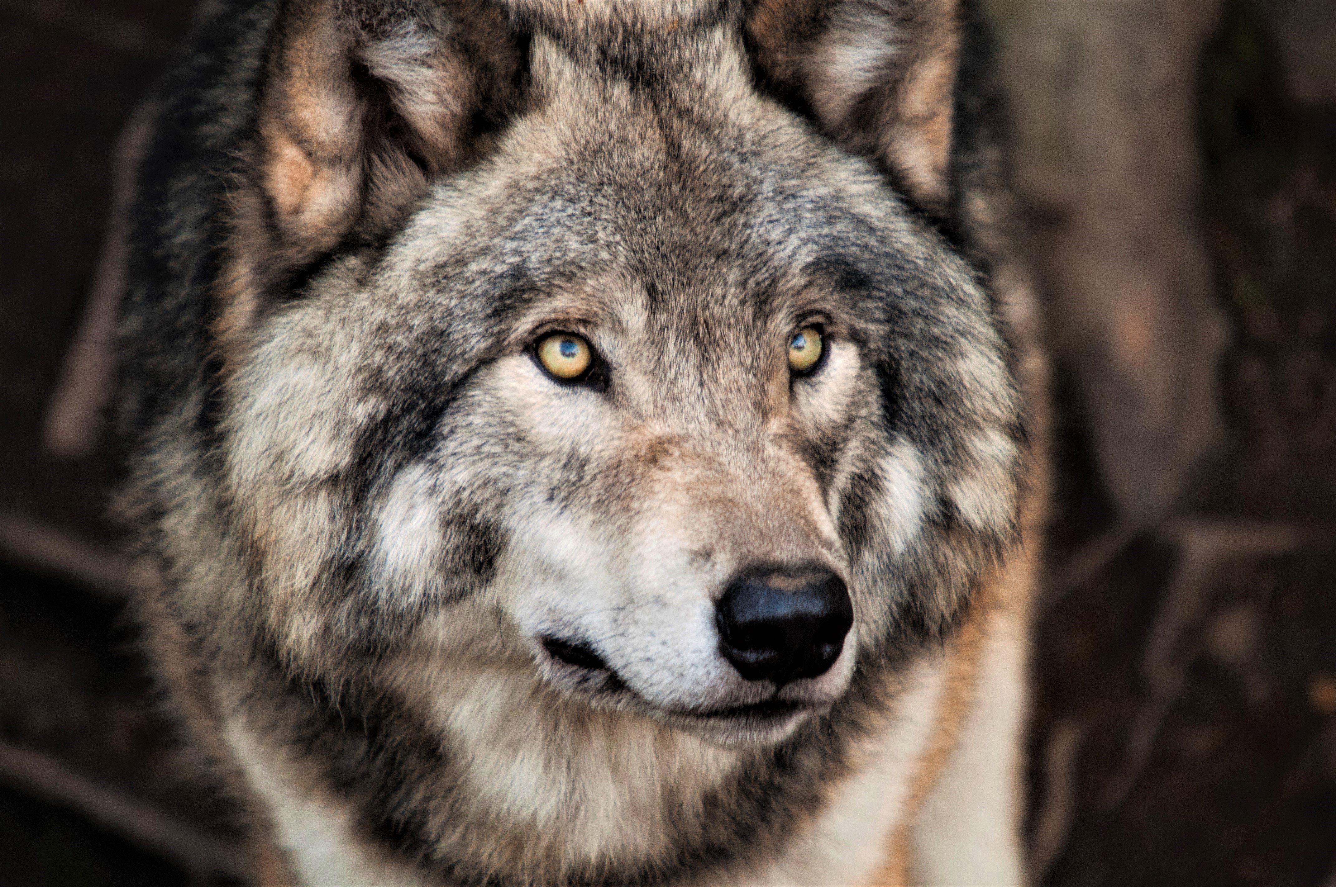 427115 descargar imagen lobo gris, animales, lobo, cara, wolves: fondos de pantalla y protectores de pantalla gratis