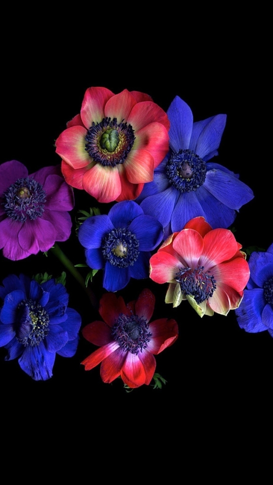 Handy-Wallpaper Natur, Blumen, Blume, Rote Blume, Erde/natur, Windröschen, Blaue Blume kostenlos herunterladen.