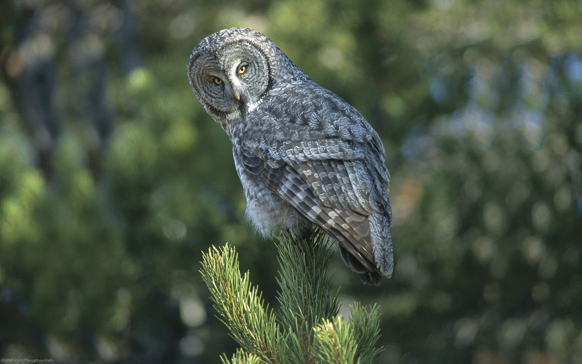 Download mobile wallpaper Owl, Grey, Bird, Birds, Animal for free.