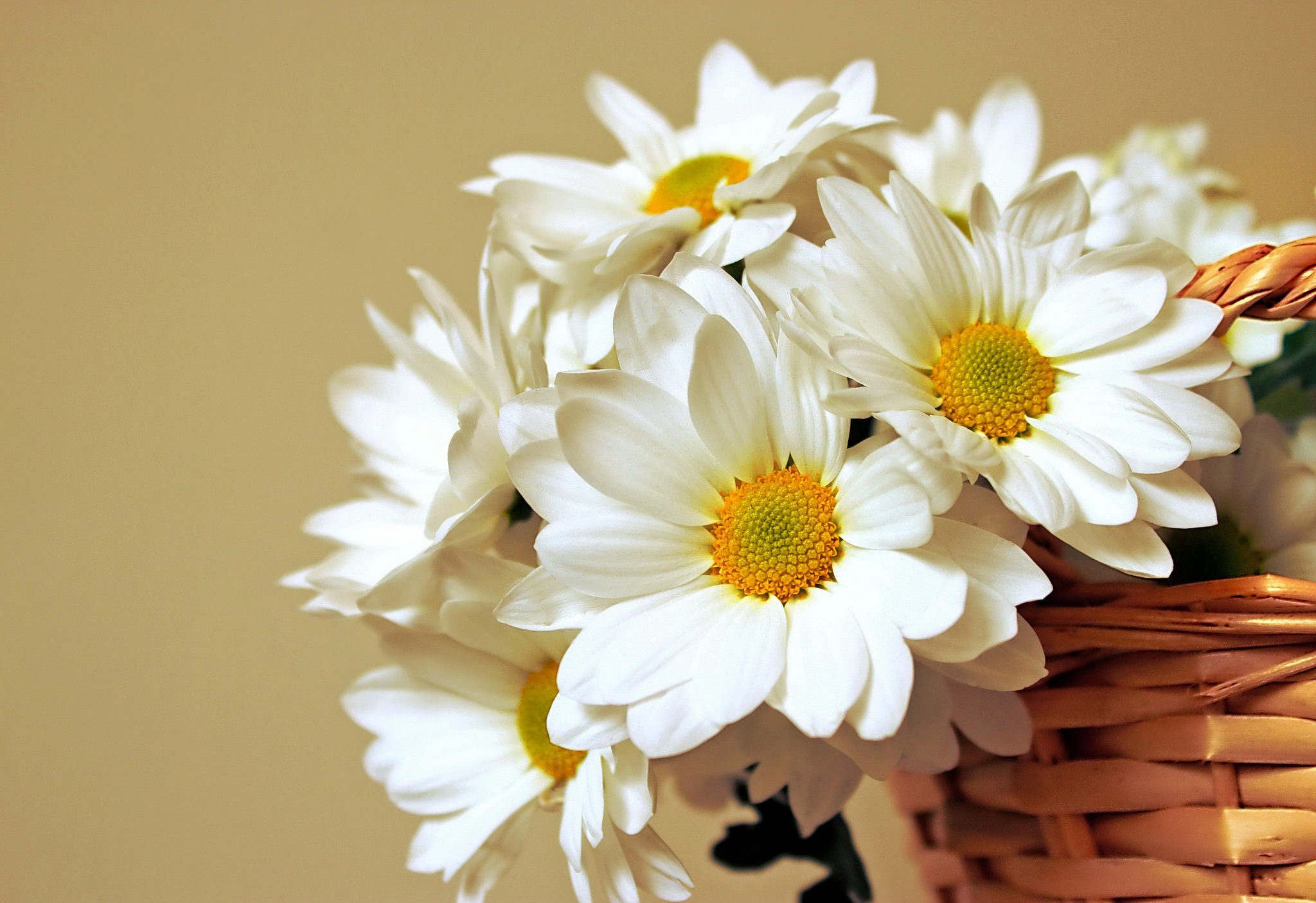 Download mobile wallpaper Flower, Basket, Daisy, White Flower, Man Made for free.