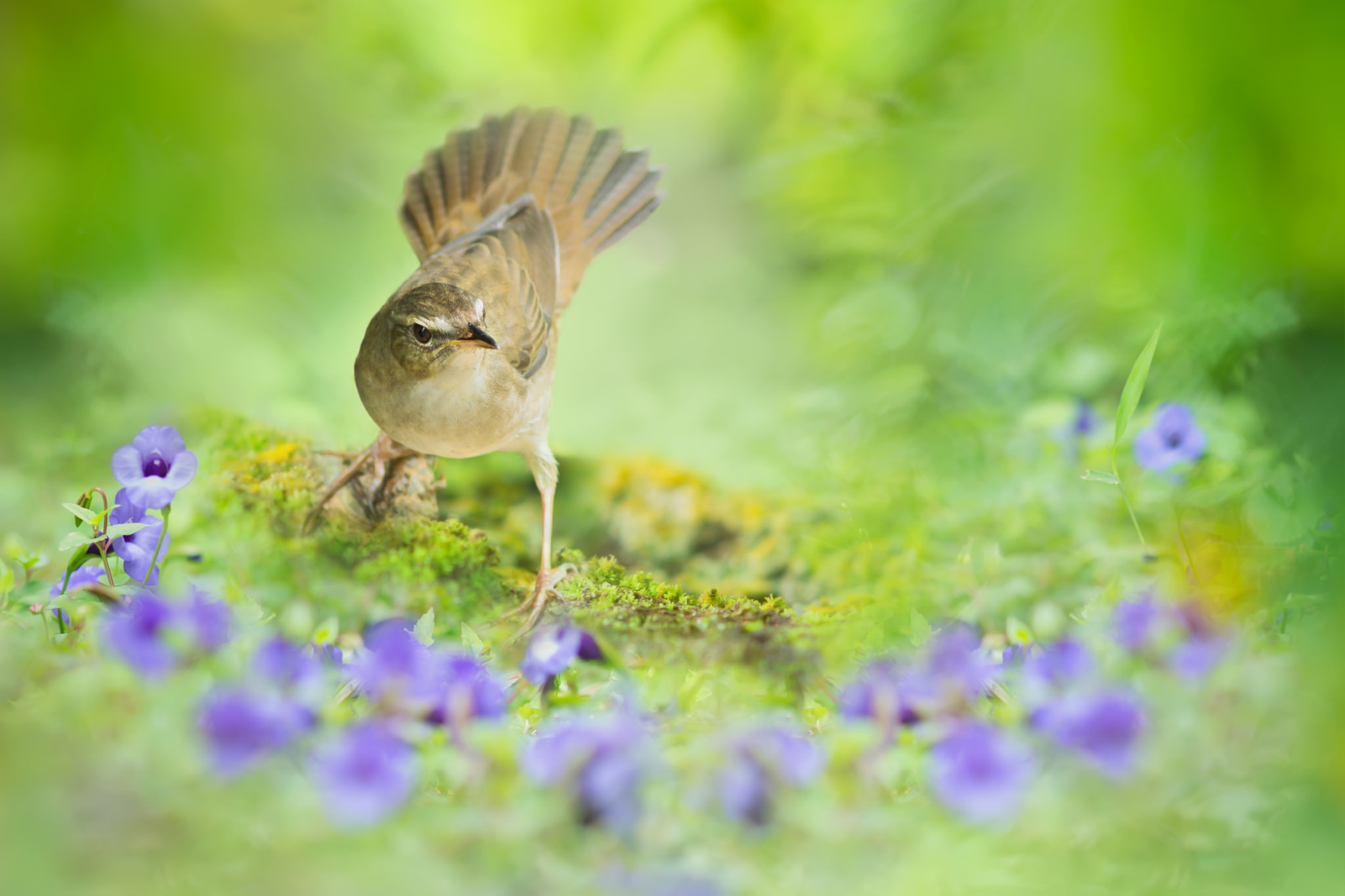 Download mobile wallpaper Birds, Flower, Macro, Bird, Animal for free.
