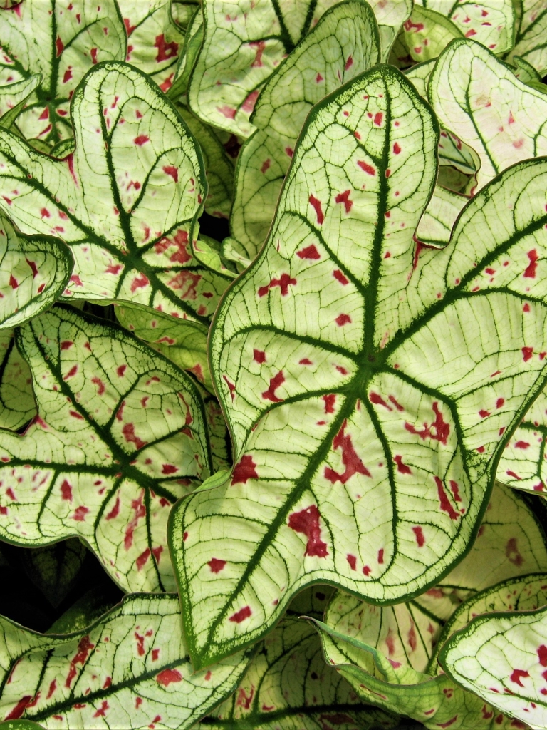 Download mobile wallpaper Plant, Leaf, Earth, Caladium, Elephant Ear (Plant) for free.