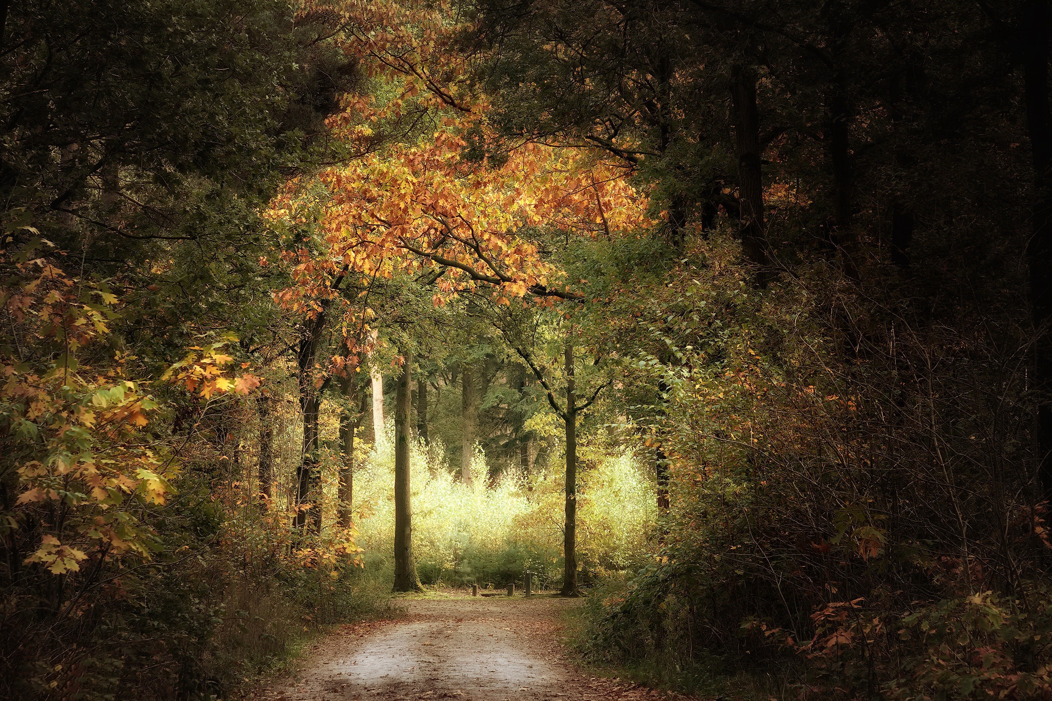 Download mobile wallpaper Road, Park, Fall, Man Made for free.