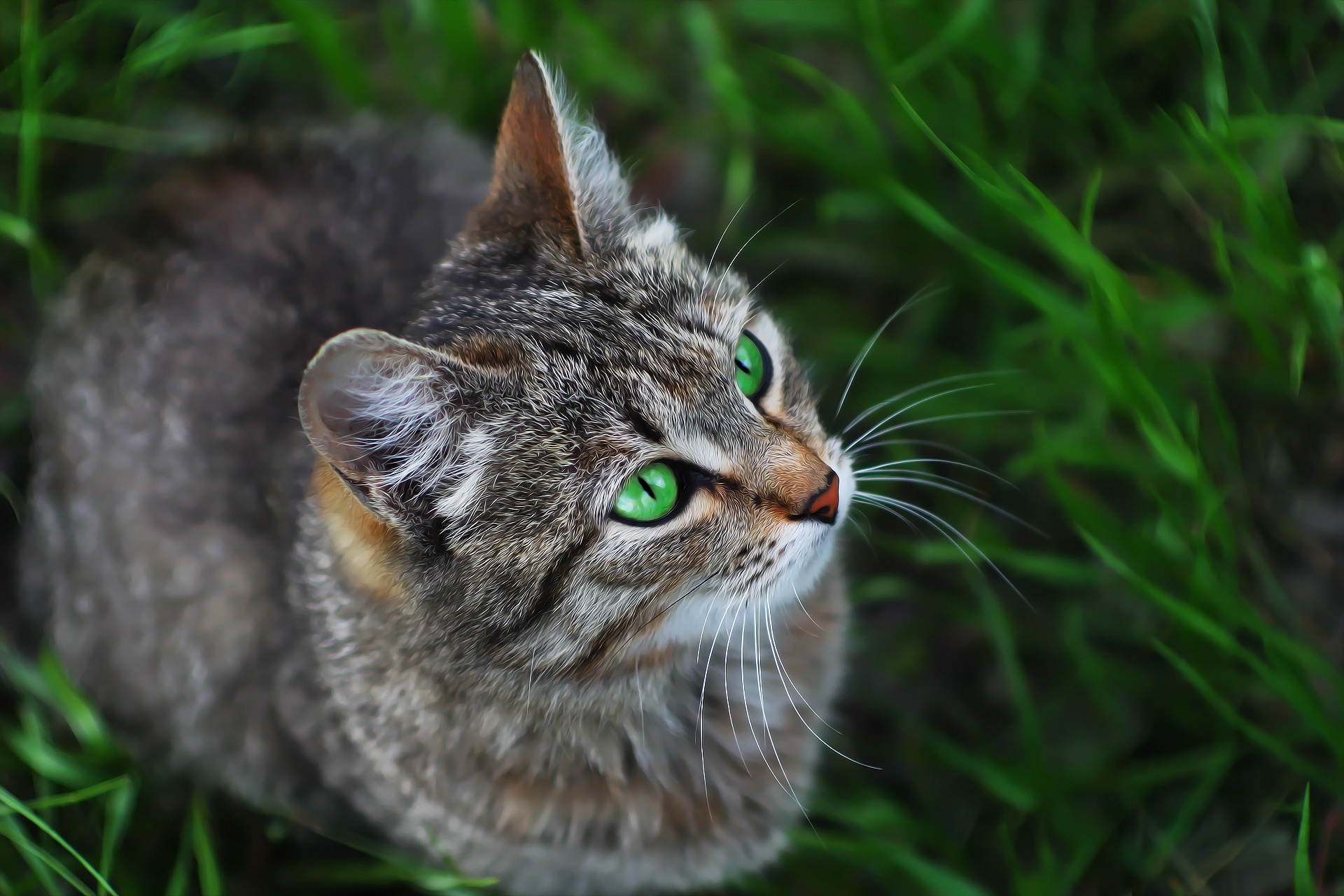 Baixe gratuitamente a imagem Animais, Gatos, Gato na área de trabalho do seu PC