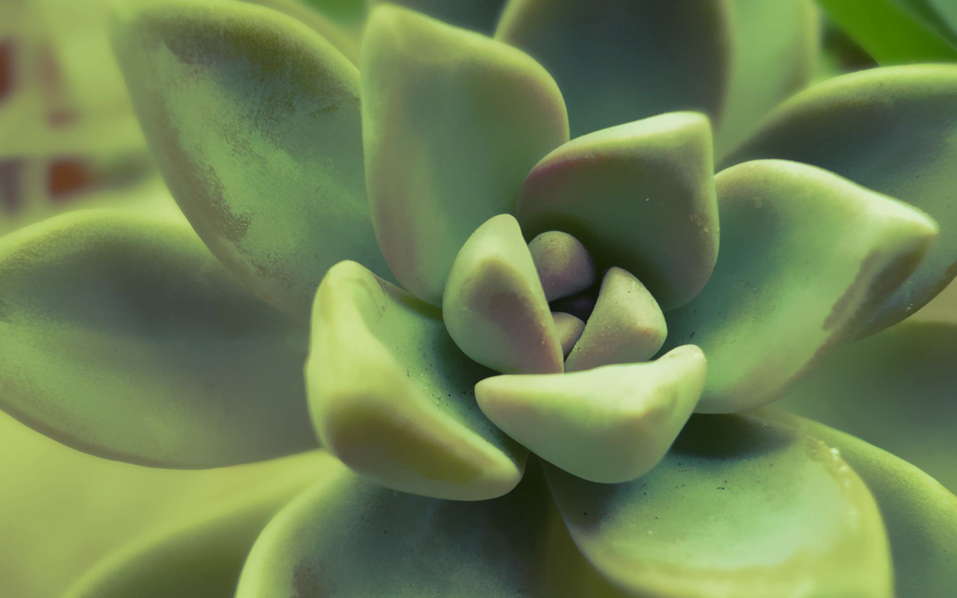 Laden Sie das Blätter, Pflanze, Makro-Bild kostenlos auf Ihren PC-Desktop herunter
