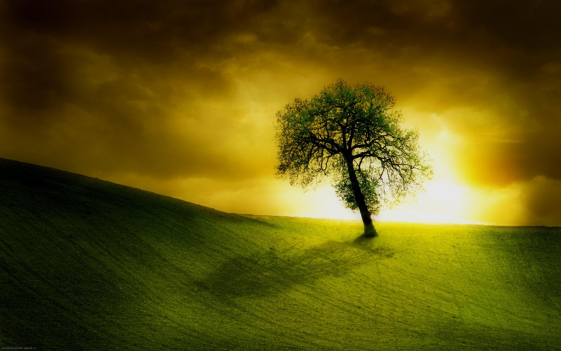 Download mobile wallpaper Nature, Trees, Grass, Sky, Sun, Tree, Earth, Field, Golden, Cloud, Lonely Tree for free.