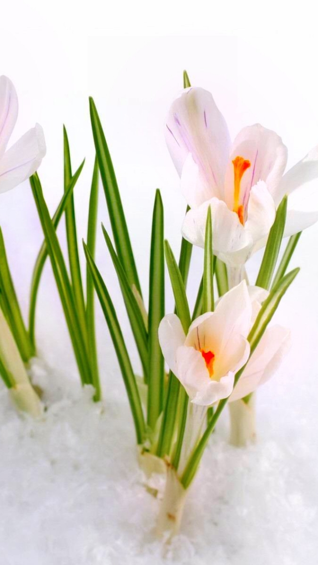 Download mobile wallpaper Nature, Flowers, Snow, Flower, Earth, Spring, Crocus for free.