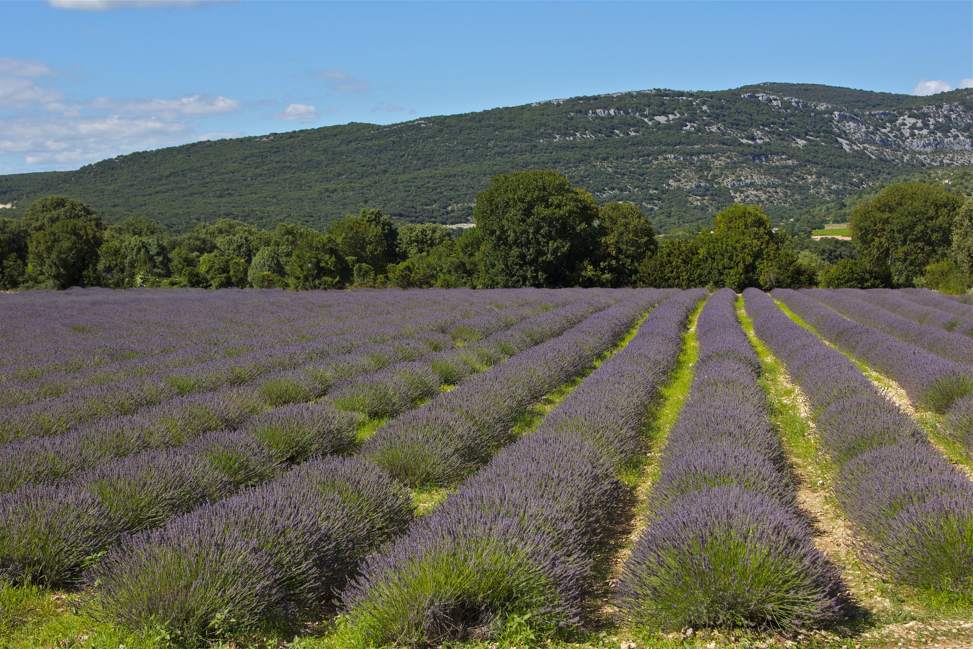 Descarga gratis la imagen Naturaleza, Flores, Flor, Campo, Lavanda, Flor Purpura, Tierra/naturaleza en el escritorio de tu PC