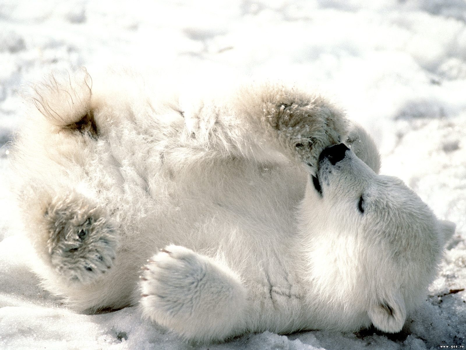 Download mobile wallpaper Snow, Animals, Bears for free.
