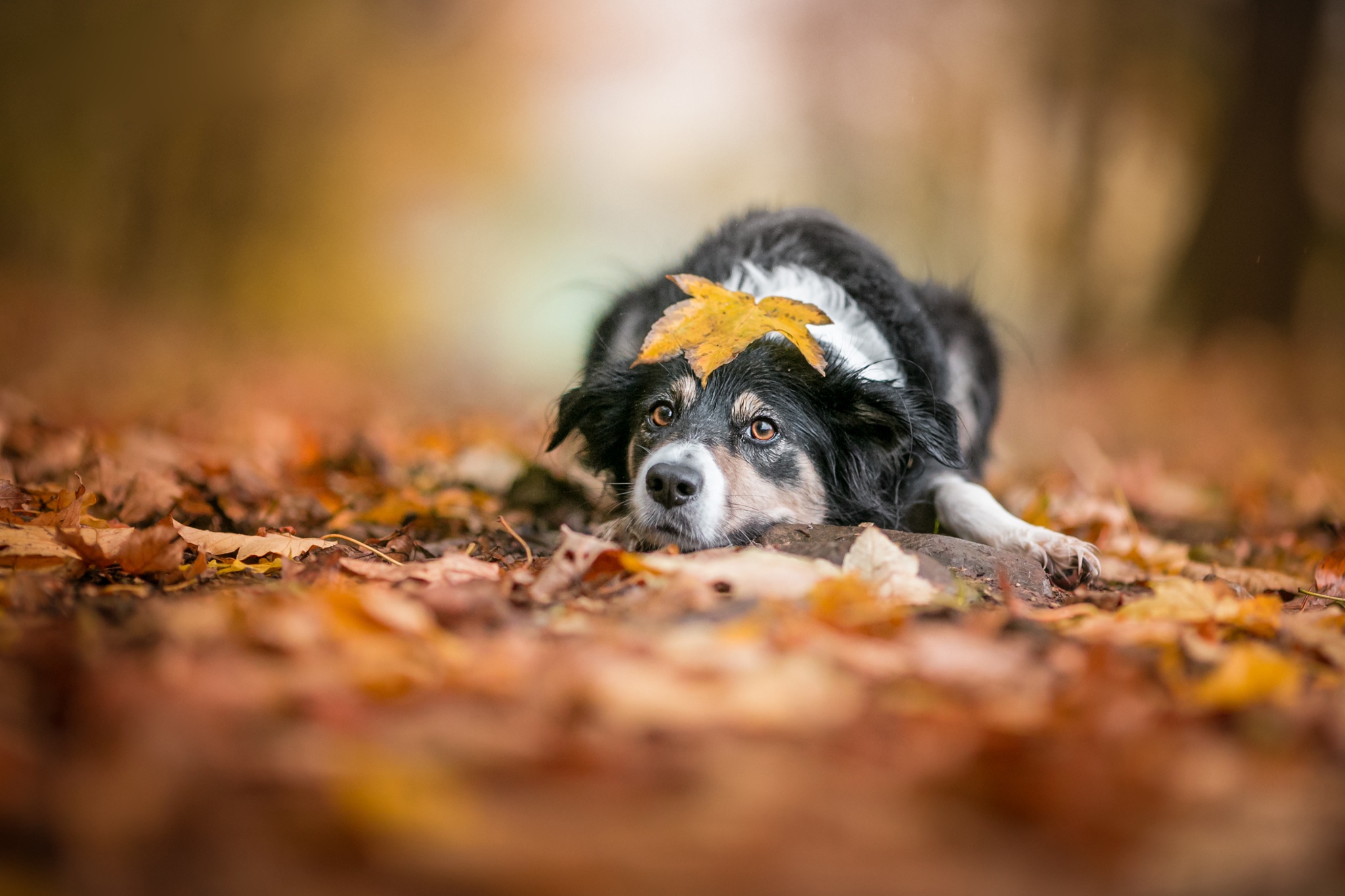 Descarga gratuita de fondo de pantalla para móvil de Animales, Perros, Perro, Hoja, Profundidad De Campo.