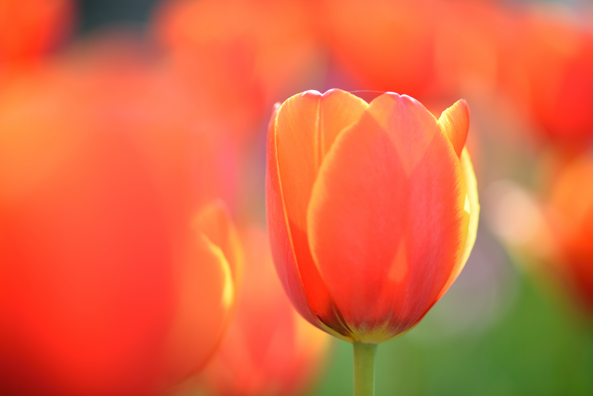 Descarga gratis la imagen Naturaleza, Flores, Flor, Tulipán, Tierra/naturaleza, Difuminado, Flor Naranja en el escritorio de tu PC