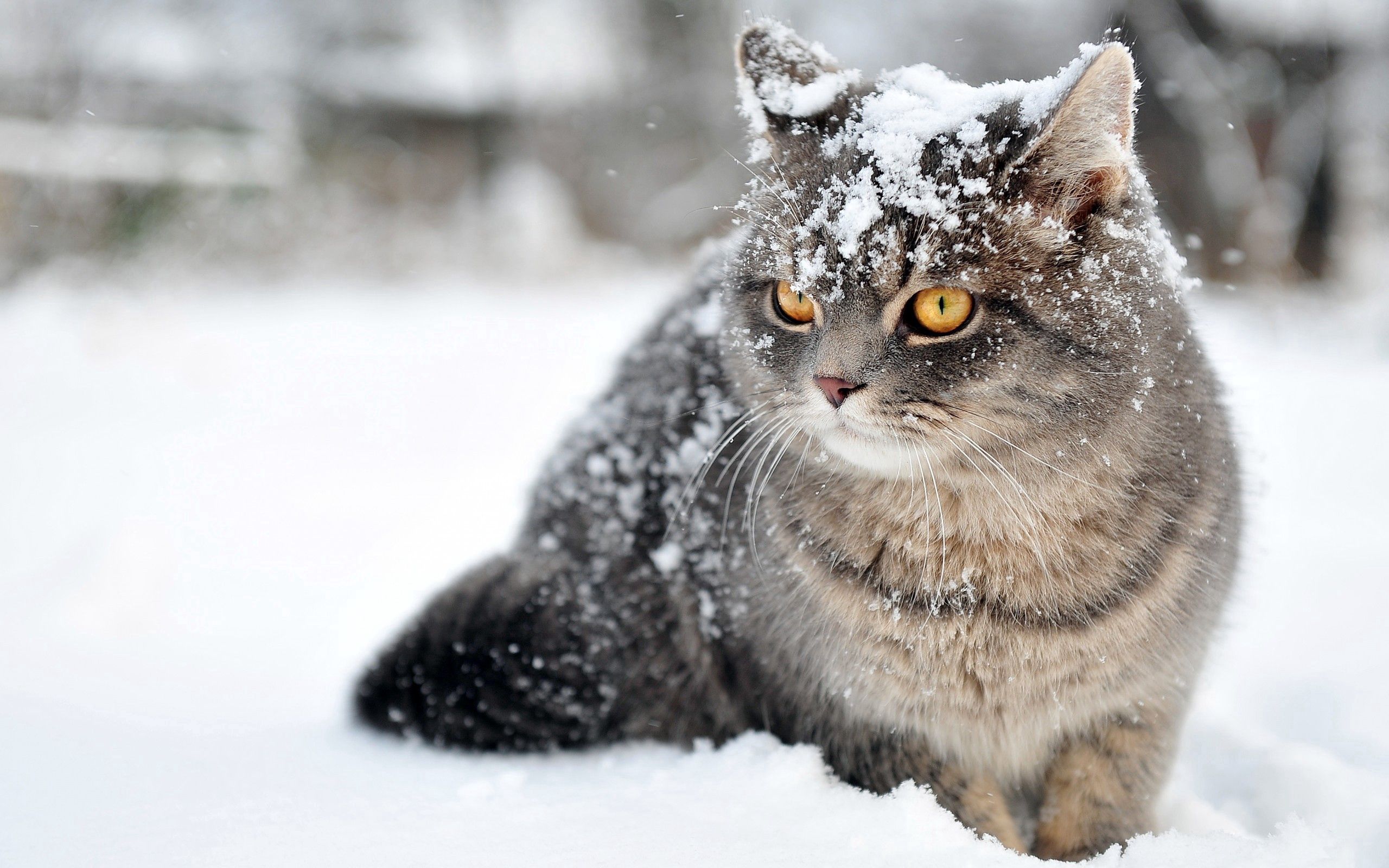 146656画像をダウンロード猫, 雪, 動物, 座る, ネコ, 恐怖, 恐れ-壁紙とスクリーンセーバーを無料で