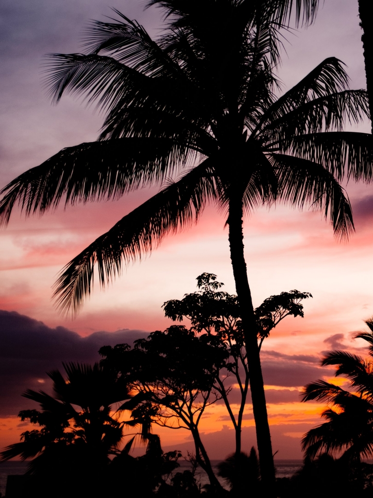 Download mobile wallpaper Sunset, Sky, Sunrise, Earth, Tropical, Cloud, Palm Tree for free.