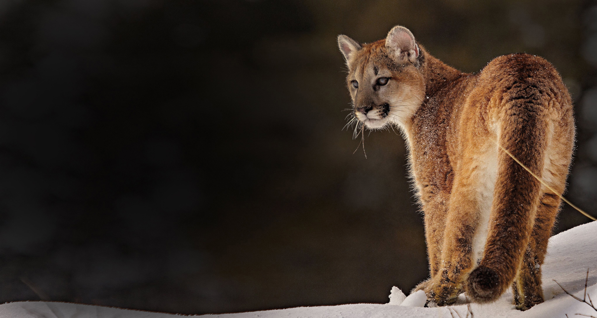 Free download wallpaper Cats, Animal, Cougar on your PC desktop