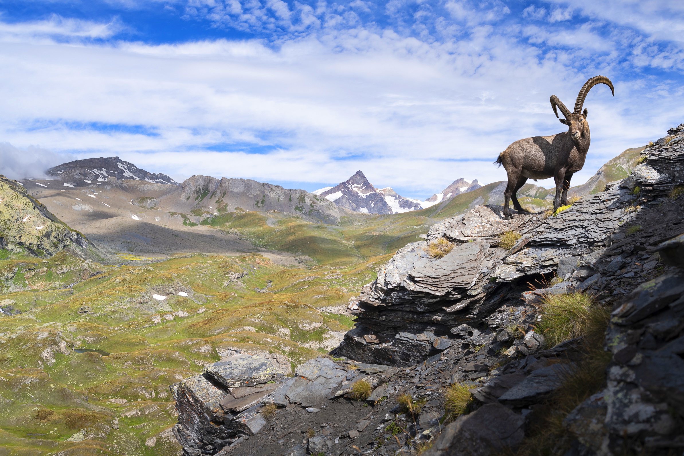 Free download wallpaper Landscape, Animal, Goat on your PC desktop