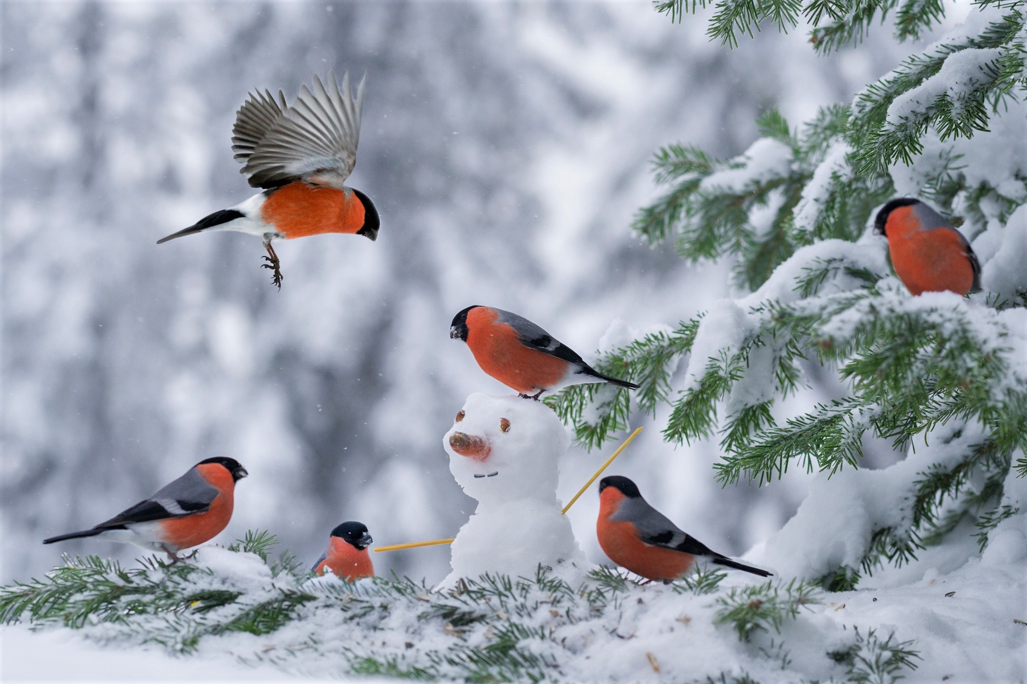 420805画像をダウンロード動物, ウソ, 鳥, 雪, 雪だるま, 冬-壁紙とスクリーンセーバーを無料で