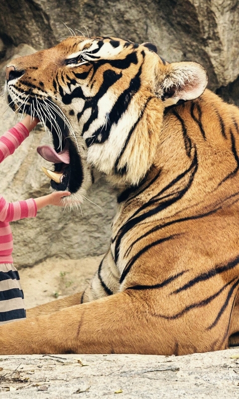 Download mobile wallpaper Cats, Tiger, Animal, Child, Humor for free.