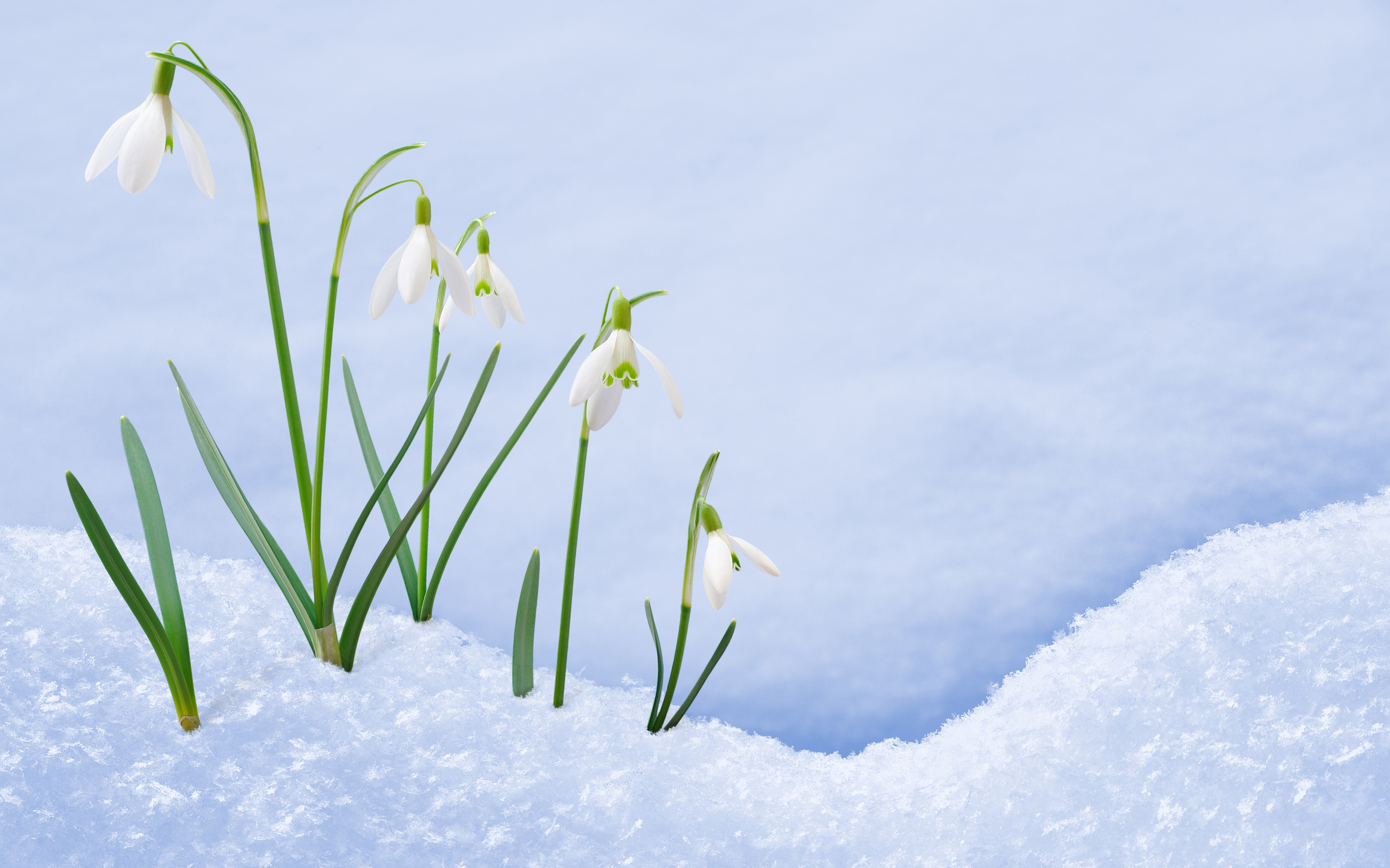 276684 télécharger le fond d'écran perce neige, terre/nature, fleur, fleurs - économiseurs d'écran et images gratuitement