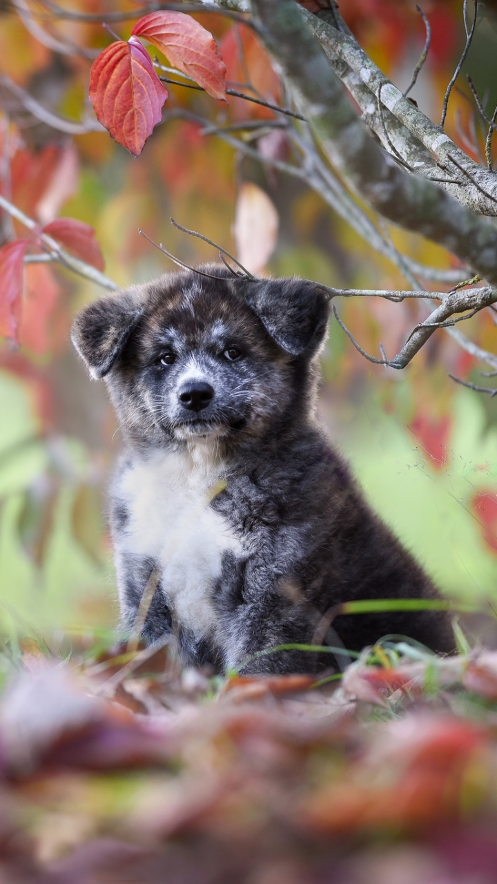 Download mobile wallpaper Dogs, Dog, Animal, Puppy, Akita, Baby Animal for free.