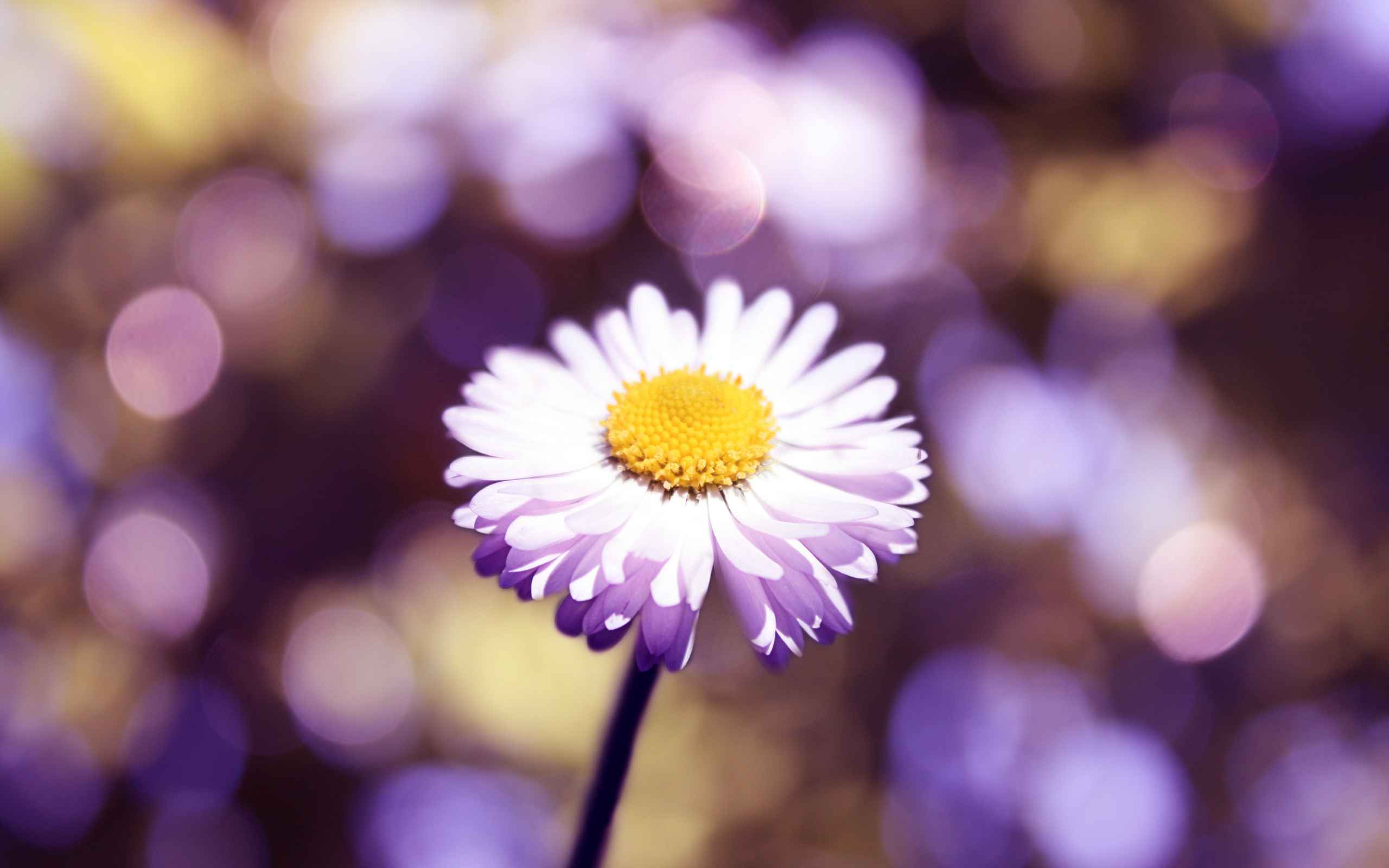 Descarga gratis la imagen Flor, Tierra/naturaleza en el escritorio de tu PC