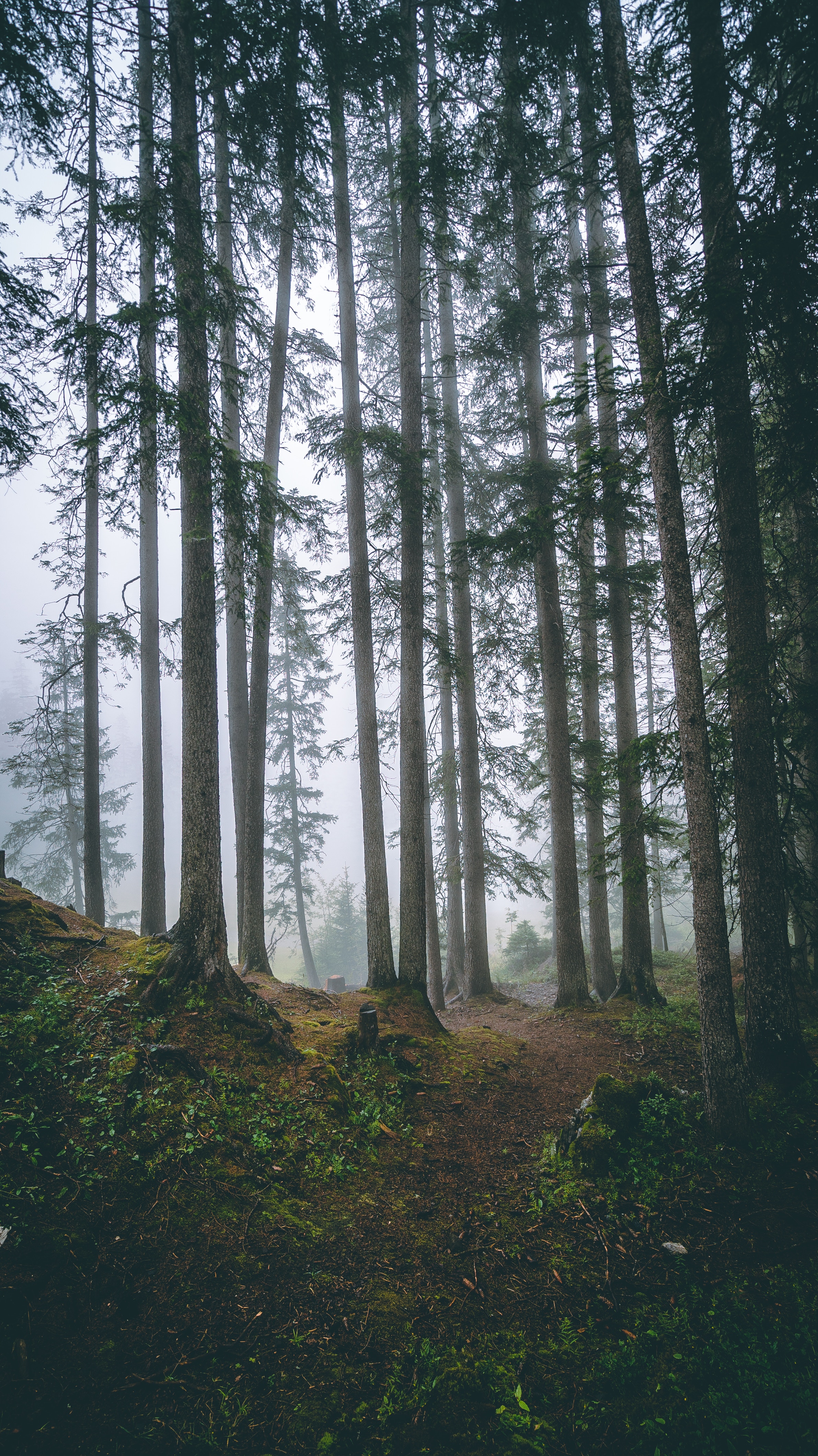 nature, trees, pine, coniferous, forest, fog, trunks HD wallpaper