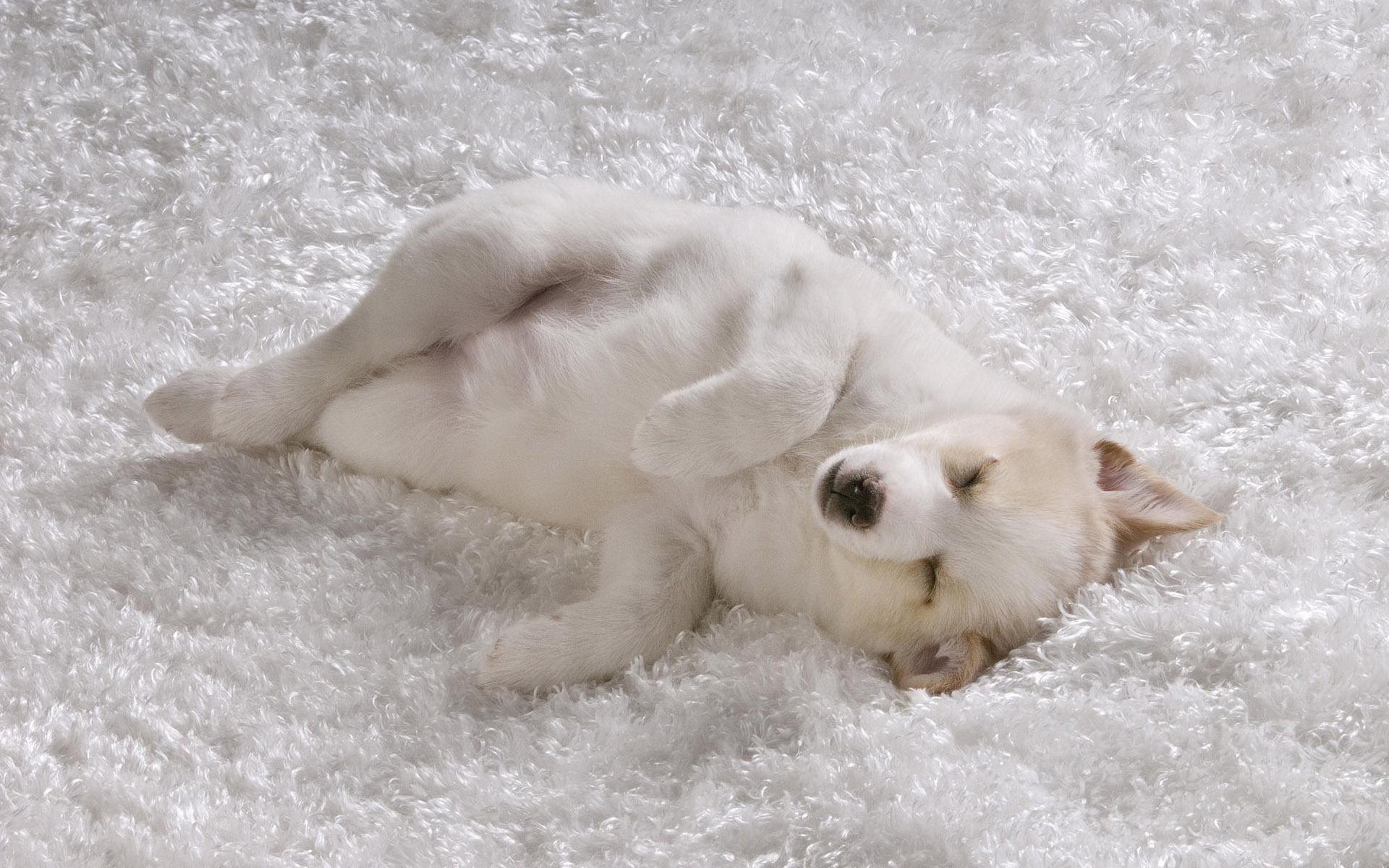 Download mobile wallpaper Dog, Animal, Puppy, Sleeping, Baby Animal for free.