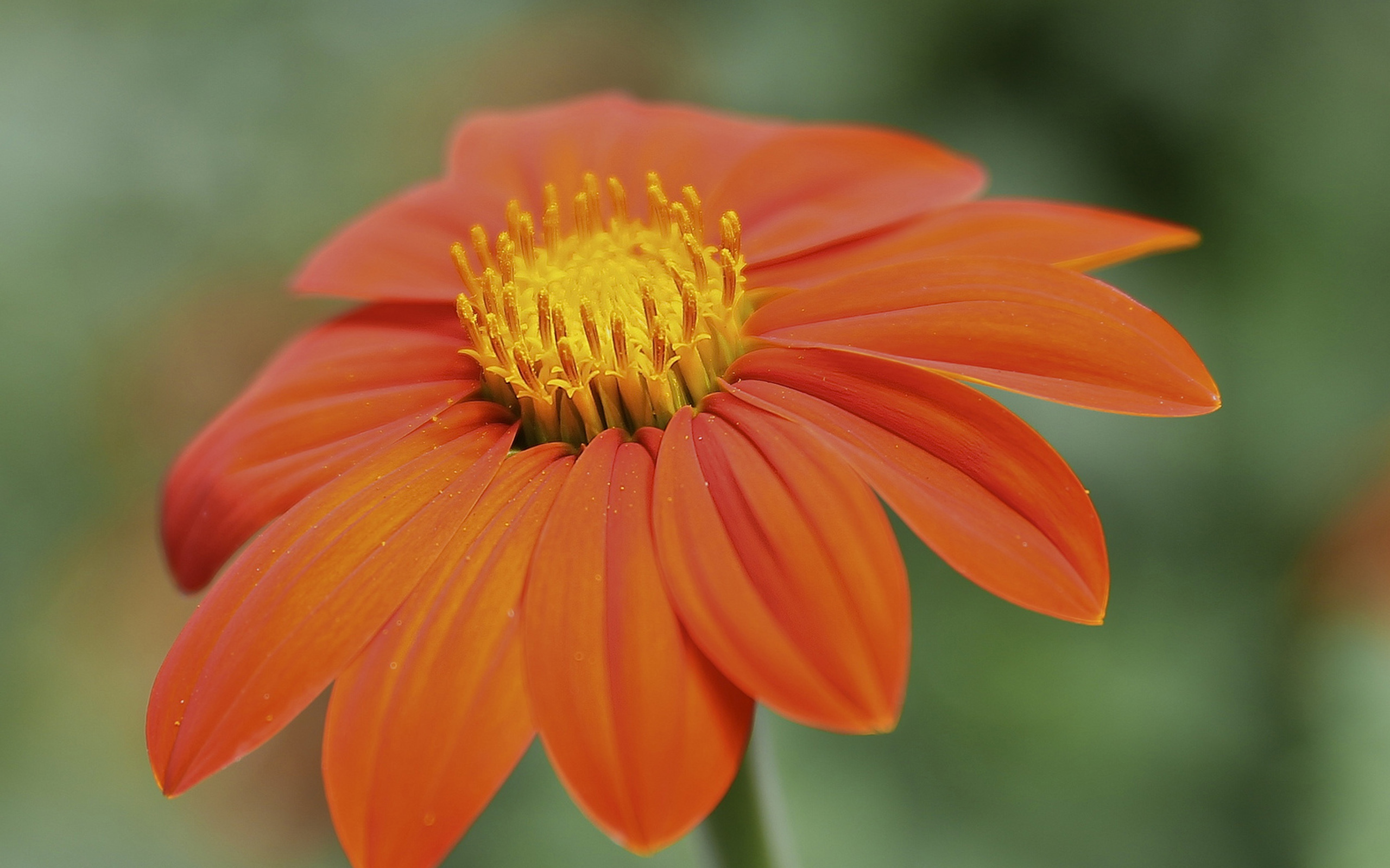 Descarga gratuita de fondo de pantalla para móvil de Flores, Flor, Tierra/naturaleza.