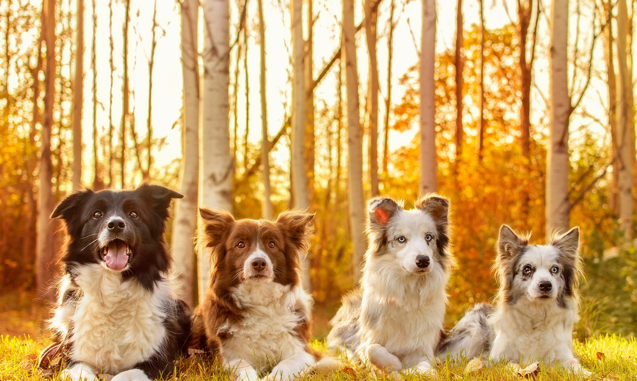 animal, dog, australian shepherd, bokeh, border collie, sunny, dogs