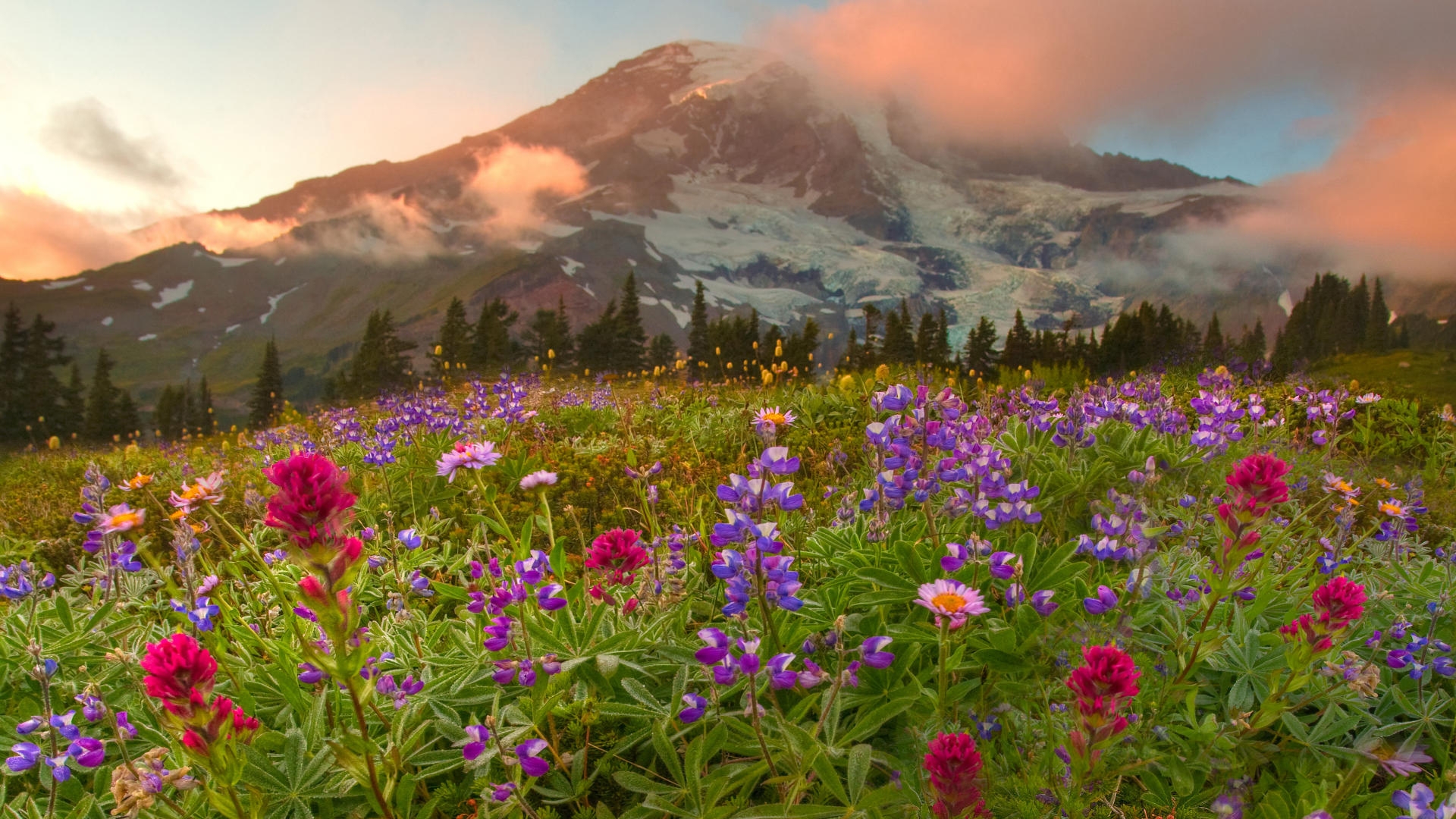 Скачать картинку Гора, Цветок, Весна, Луг, Земля/природа в телефон бесплатно.