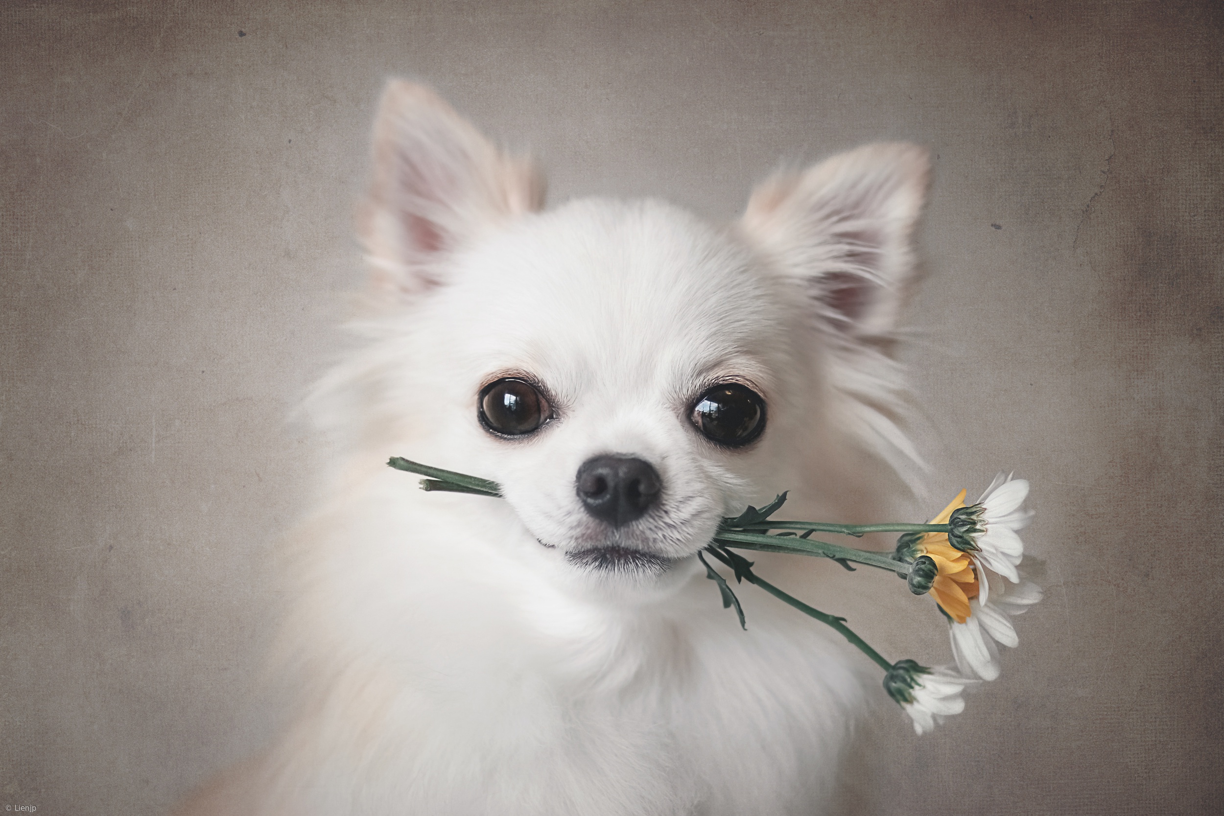 animal, chihuahua, dog, flower, dogs 2160p