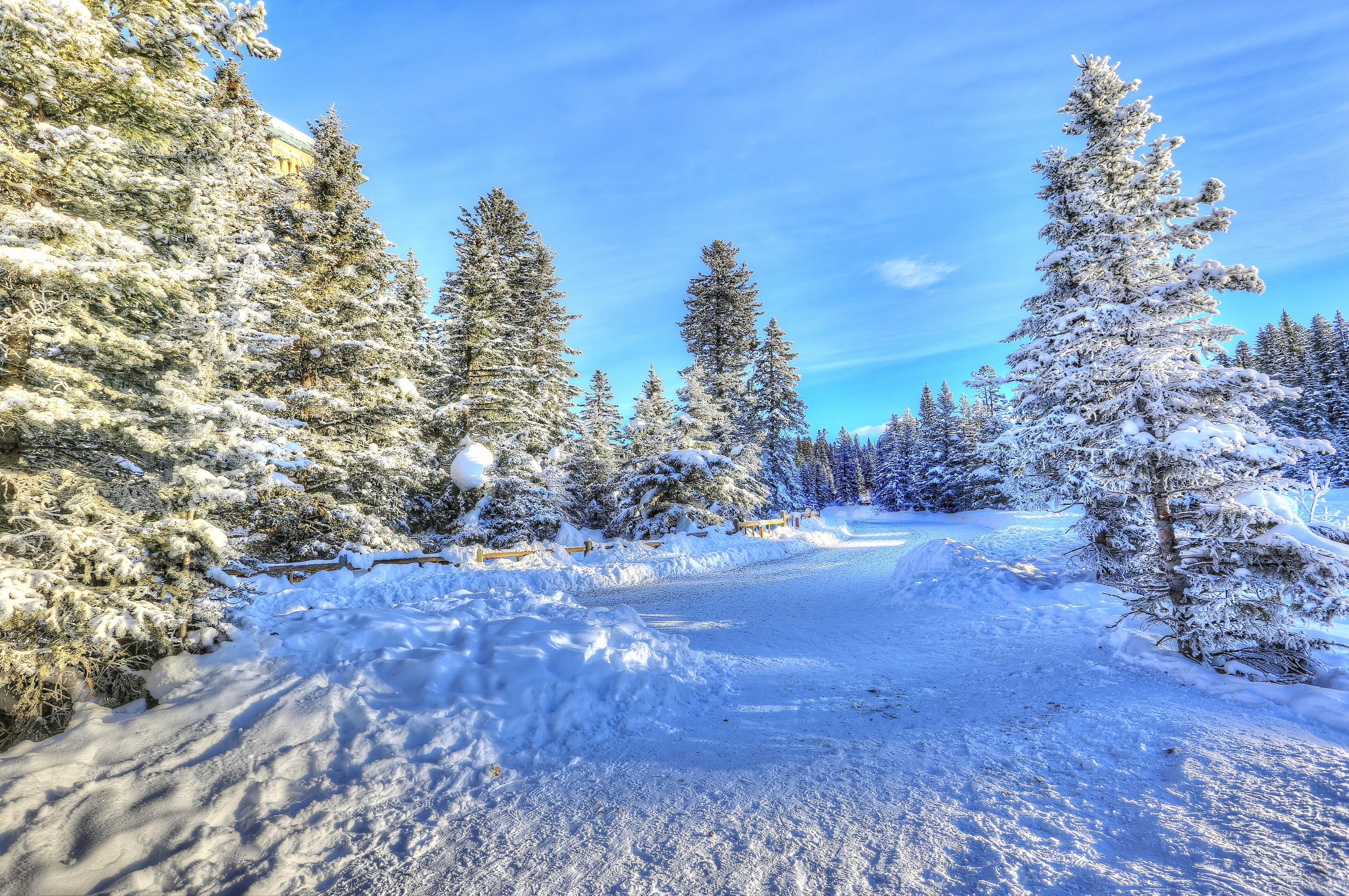 PCデスクトップに冬, 木, 雪, 森, 地球, パイン画像を無料でダウンロード