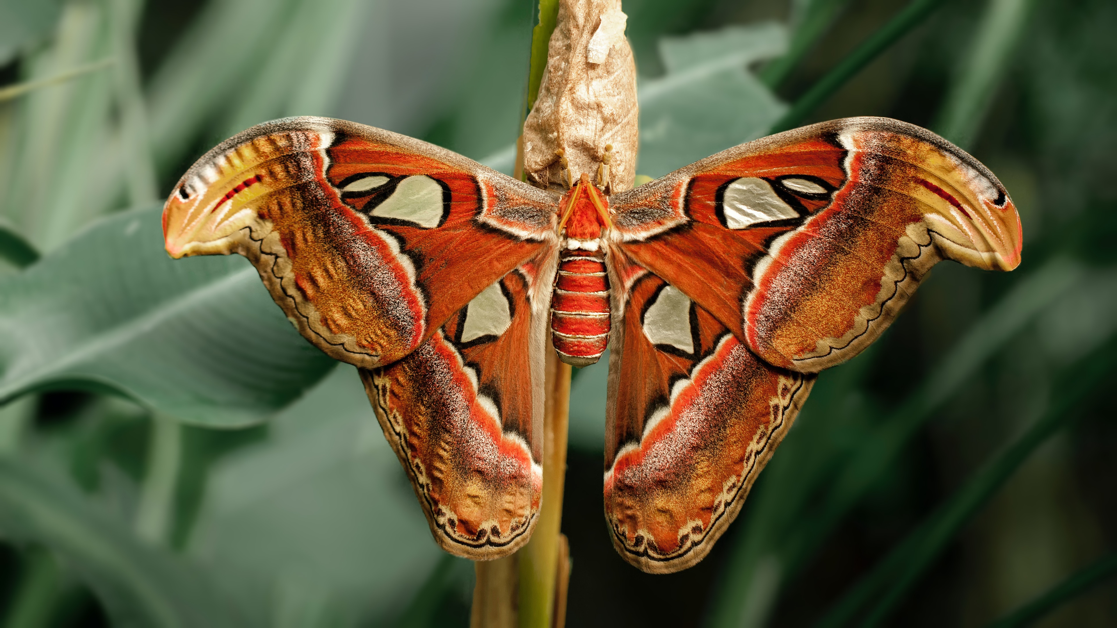 Free download wallpaper Macro, Insect, Butterfly, Animal, Wings, Moth on your PC desktop