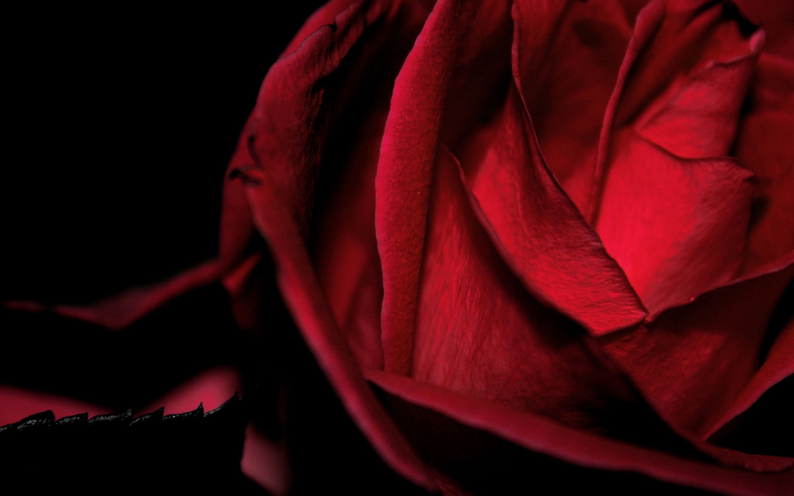 125218壁紙のダウンロード赤, 大きい, マクロ, バラの花, 薔薇, 赤い-スクリーンセーバーと写真を無料で