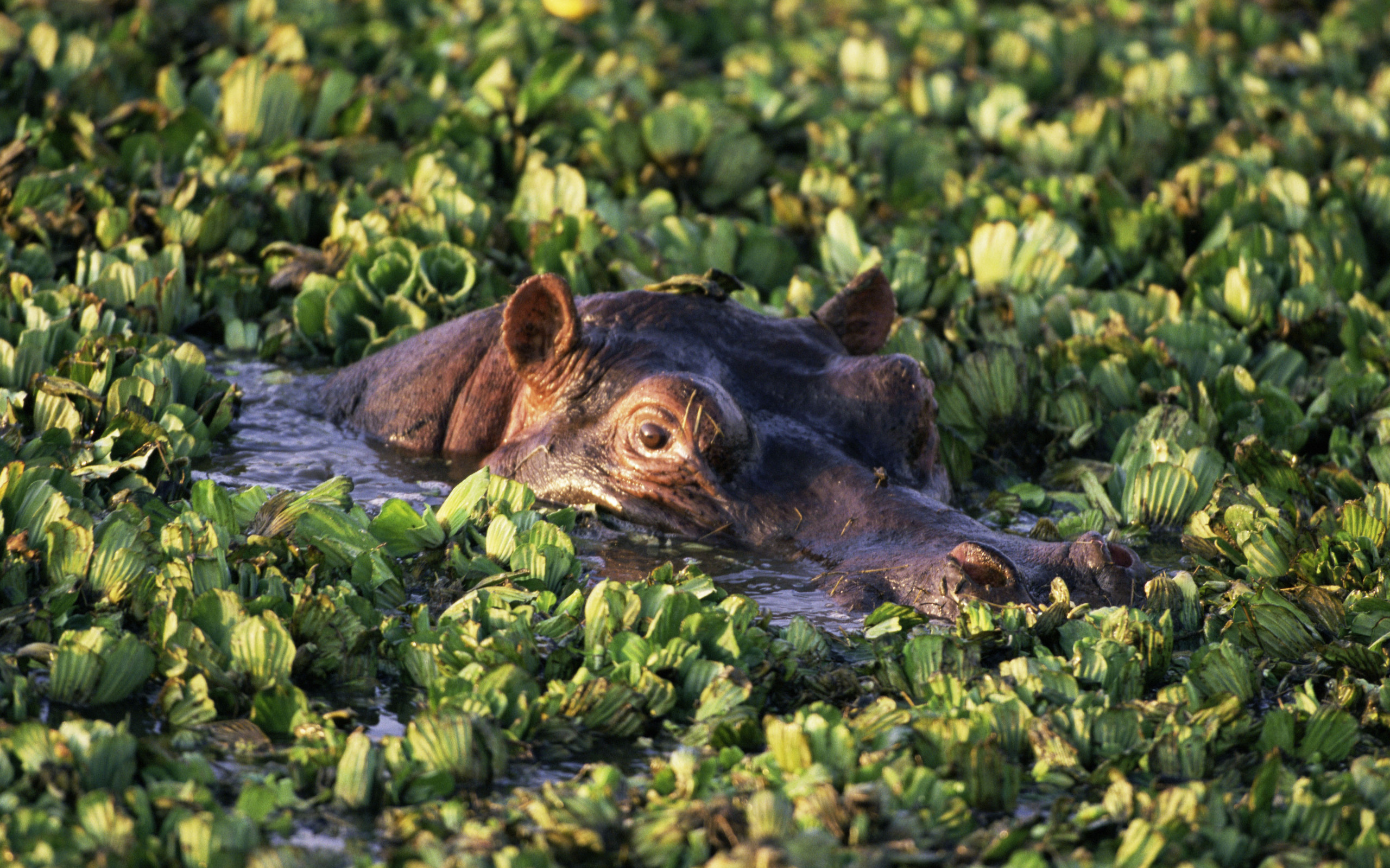 607912 descargar imagen animales, hipopótamo: fondos de pantalla y protectores de pantalla gratis