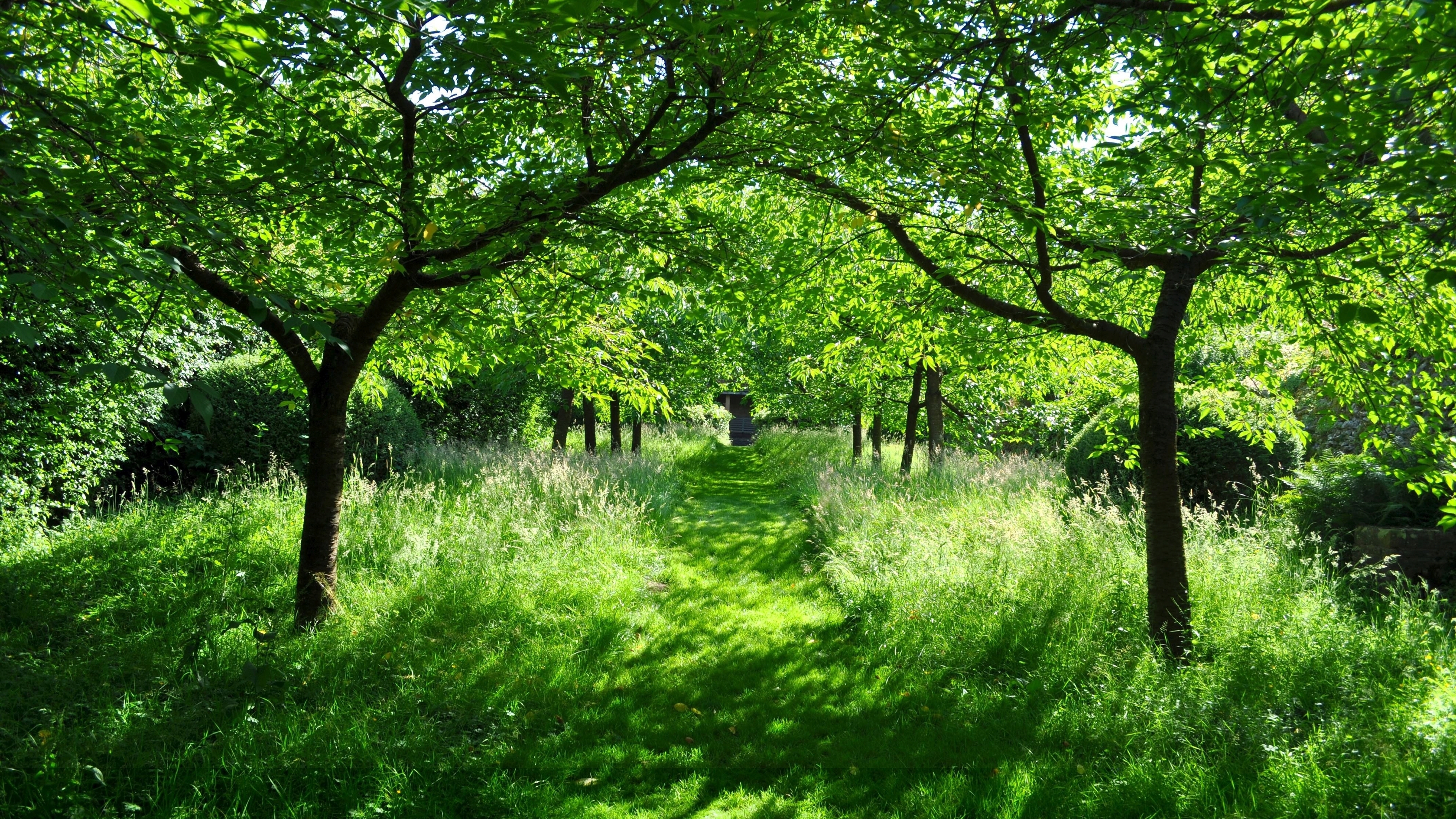 Free download wallpaper Nature, Grass, Forest, Tree, Path, Man Made, Greenery on your PC desktop