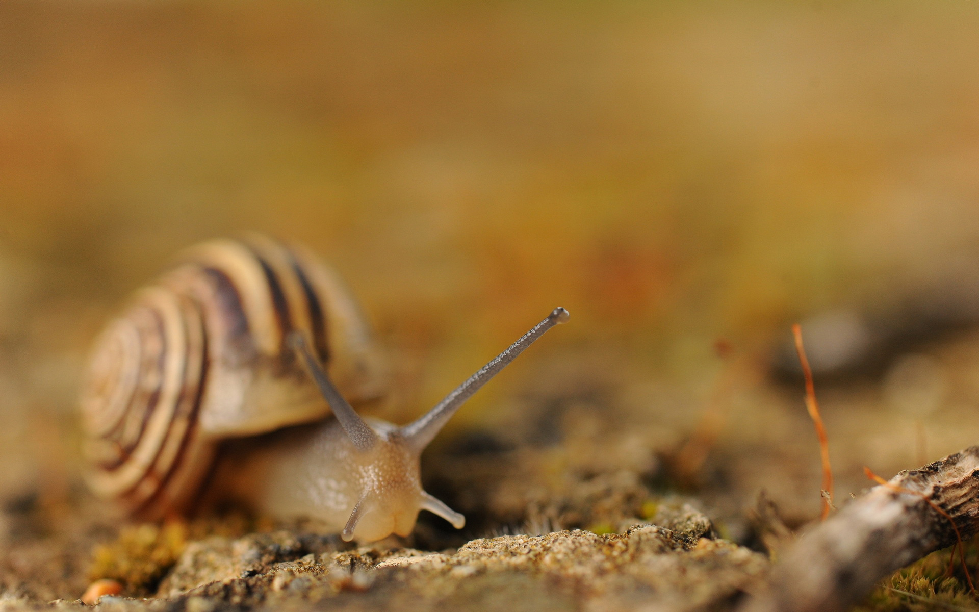 Download mobile wallpaper Animal, Snail for free.