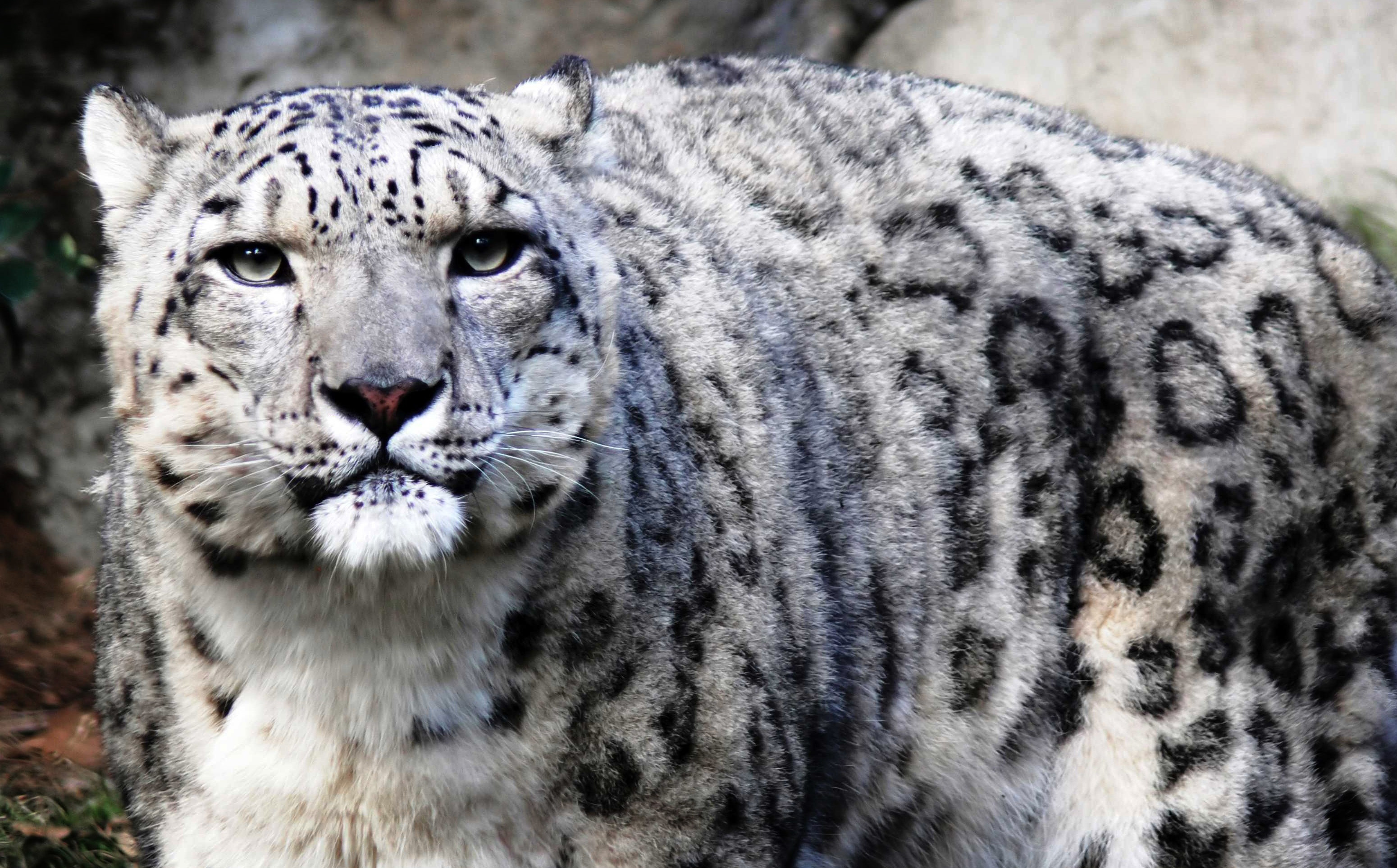 Descarga gratuita de fondo de pantalla para móvil de Leopardo De Las Nieves, Gatos, Animales.