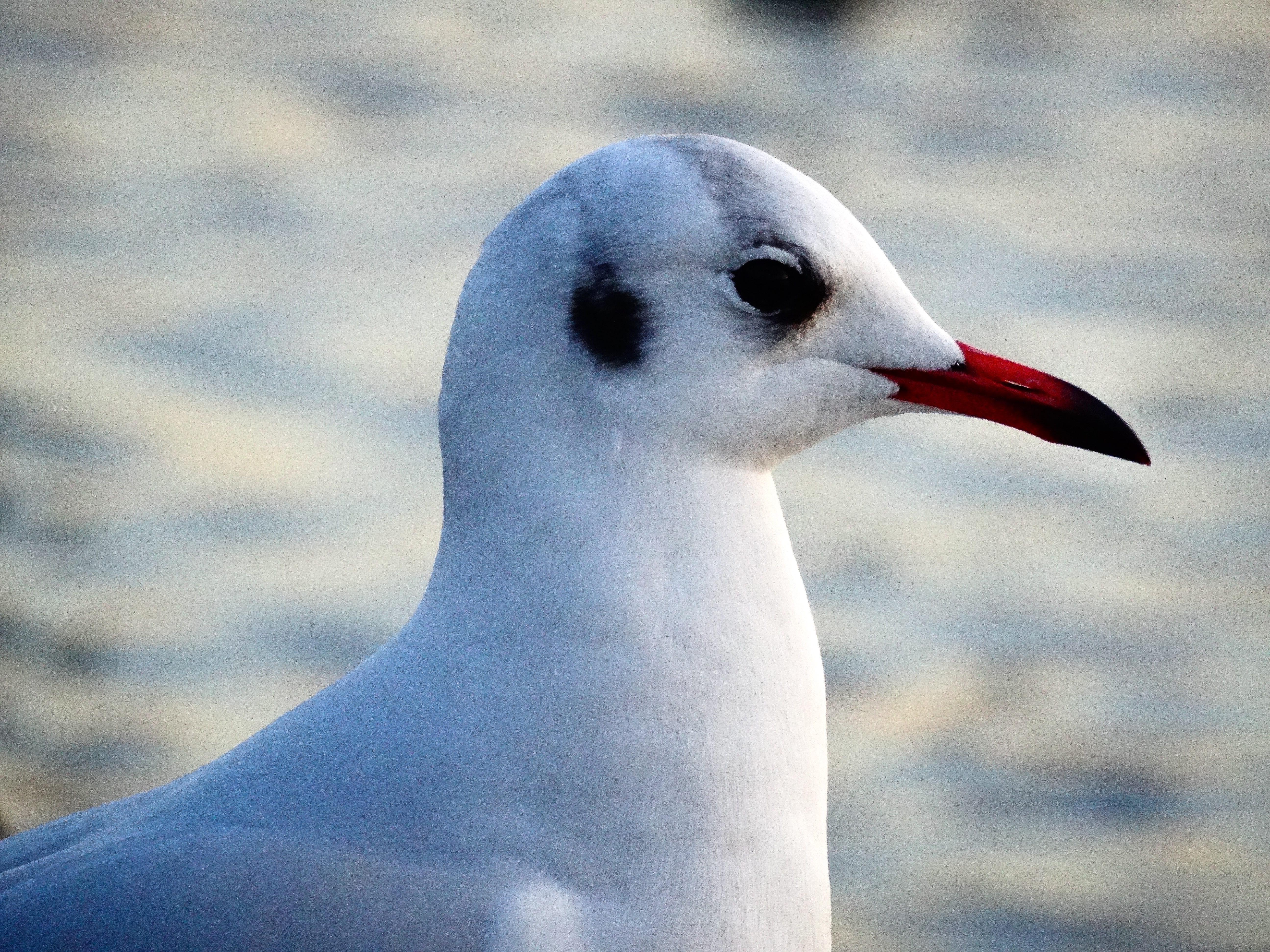 Free download wallpaper Gull, Animals, Bird, Beak, Seagull on your PC desktop