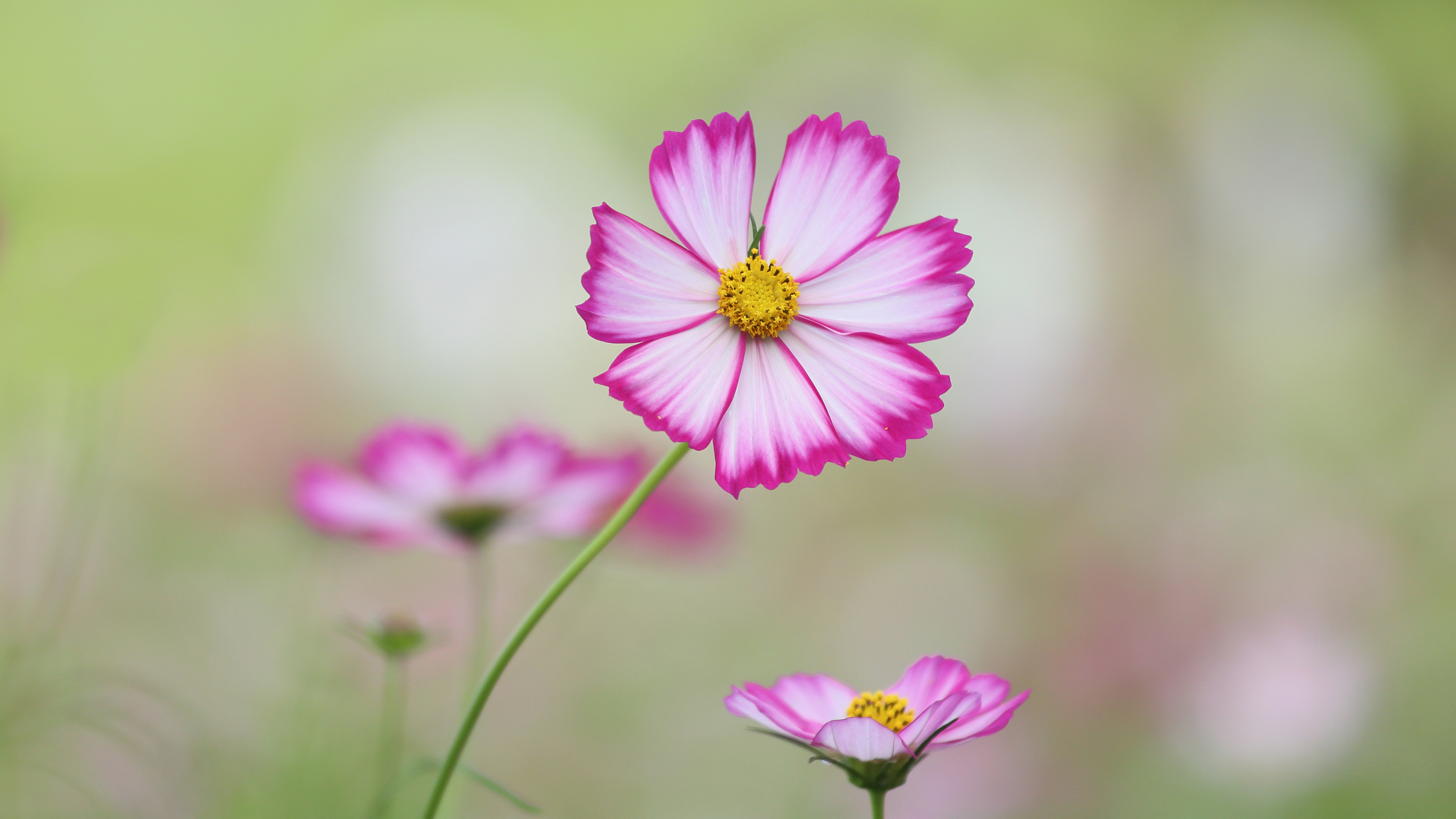 Free download wallpaper Flowers, Close Up, Earth, Cosmos on your PC desktop