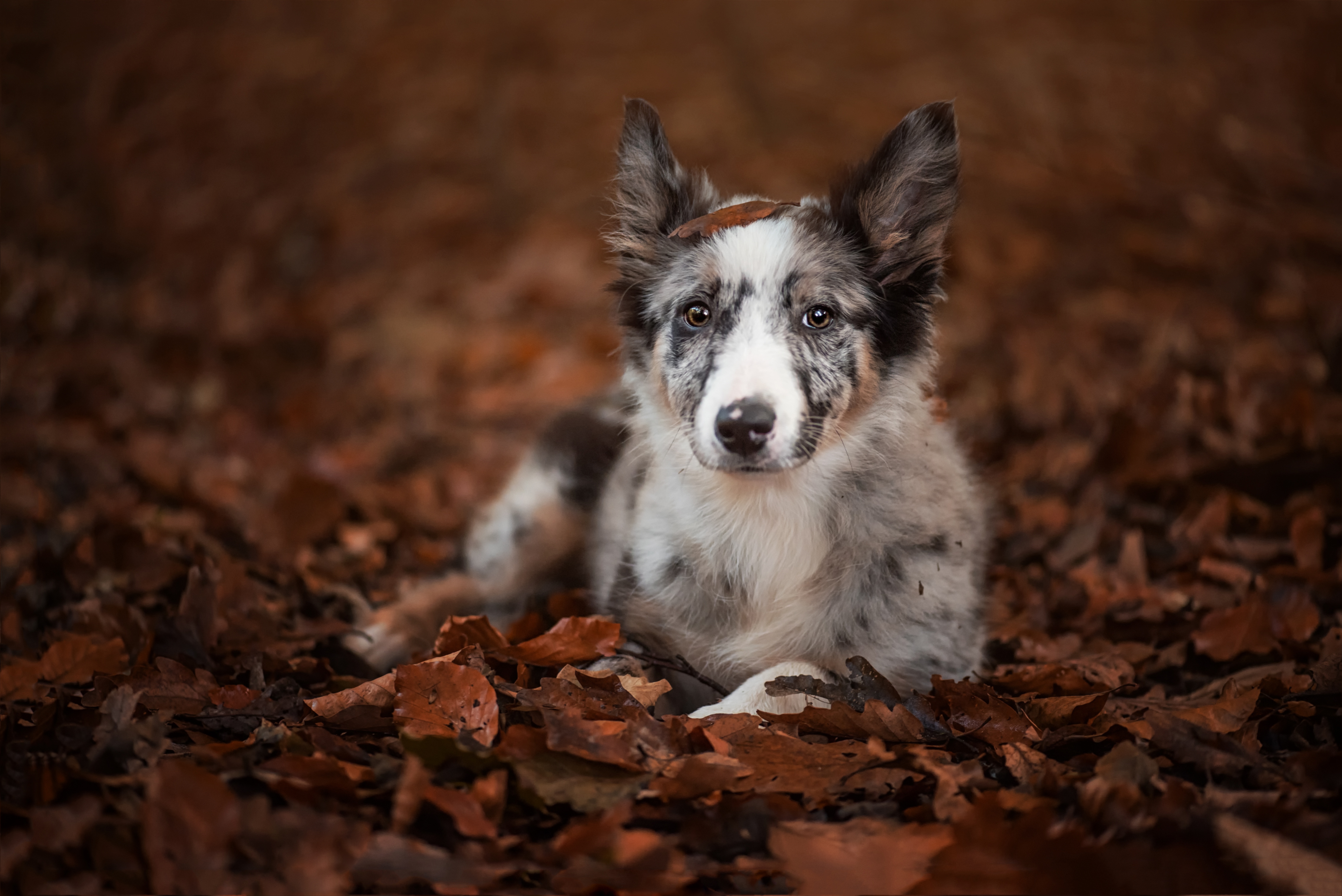 Laden Sie das Tiere, Hunde, Herbst, Hund, Blatt, Border Collie-Bild kostenlos auf Ihren PC-Desktop herunter