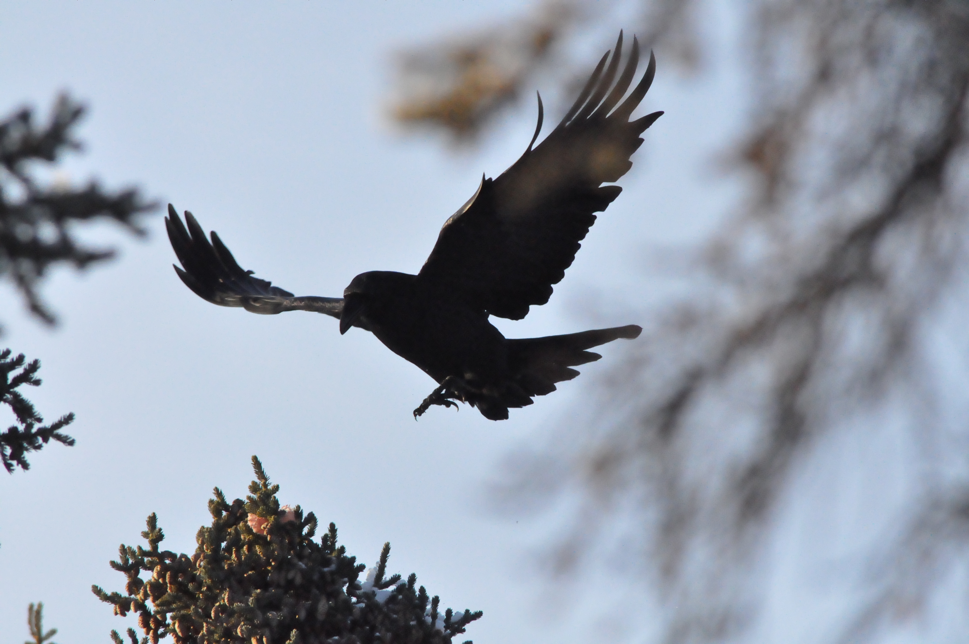 Baixe gratuitamente a imagem Pássaro, Aves, Animais na área de trabalho do seu PC