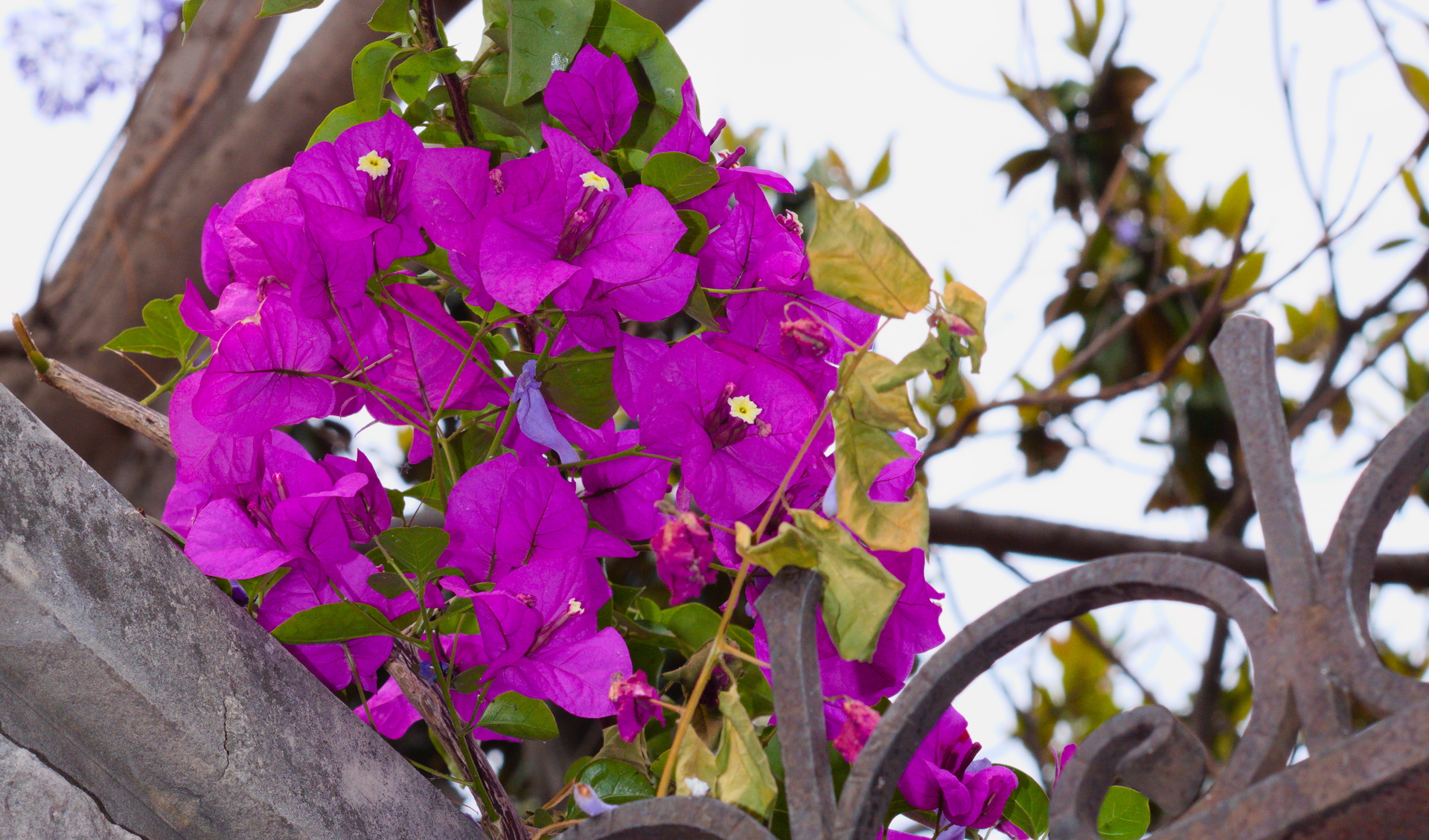 487012壁紙のダウンロード地球, ブーゲンビリア, 花, 葉, 紫色の花, フラワーズ-スクリーンセーバーと写真を無料で