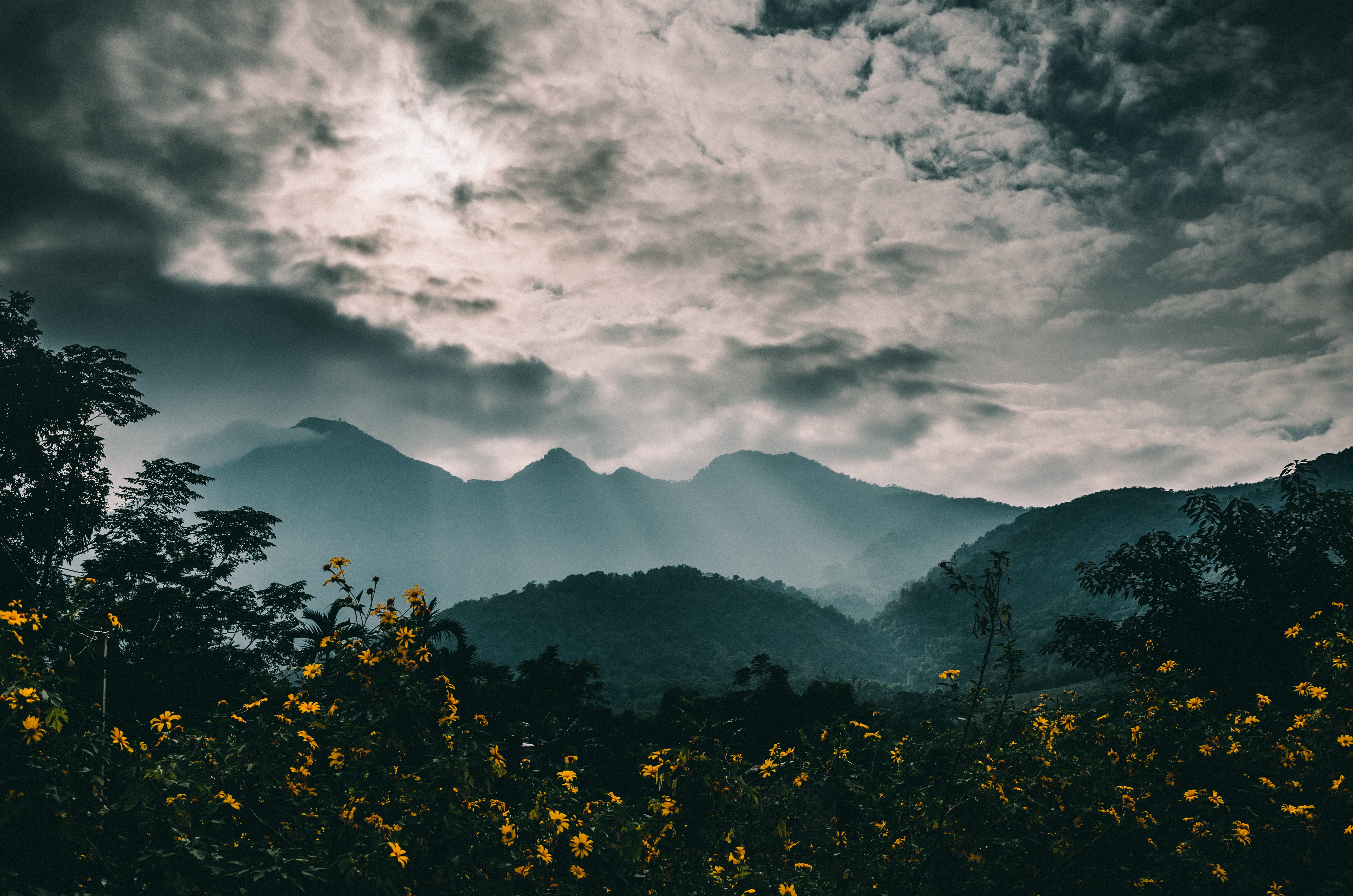 Laden Sie das Clouds, Nebel, Natur, Blumen, Mountains-Bild kostenlos auf Ihren PC-Desktop herunter