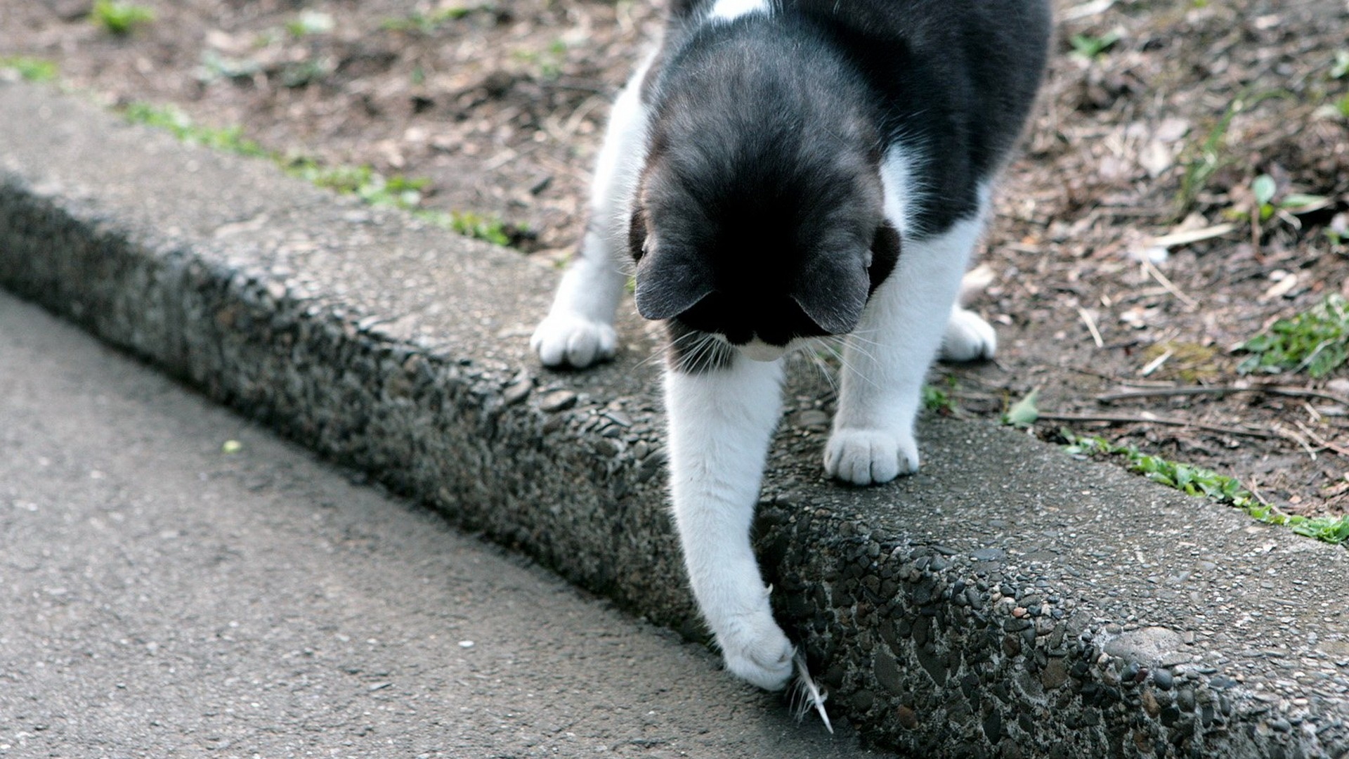 Baixar papel de parede para celular de Animais, Gatos, Gato gratuito.