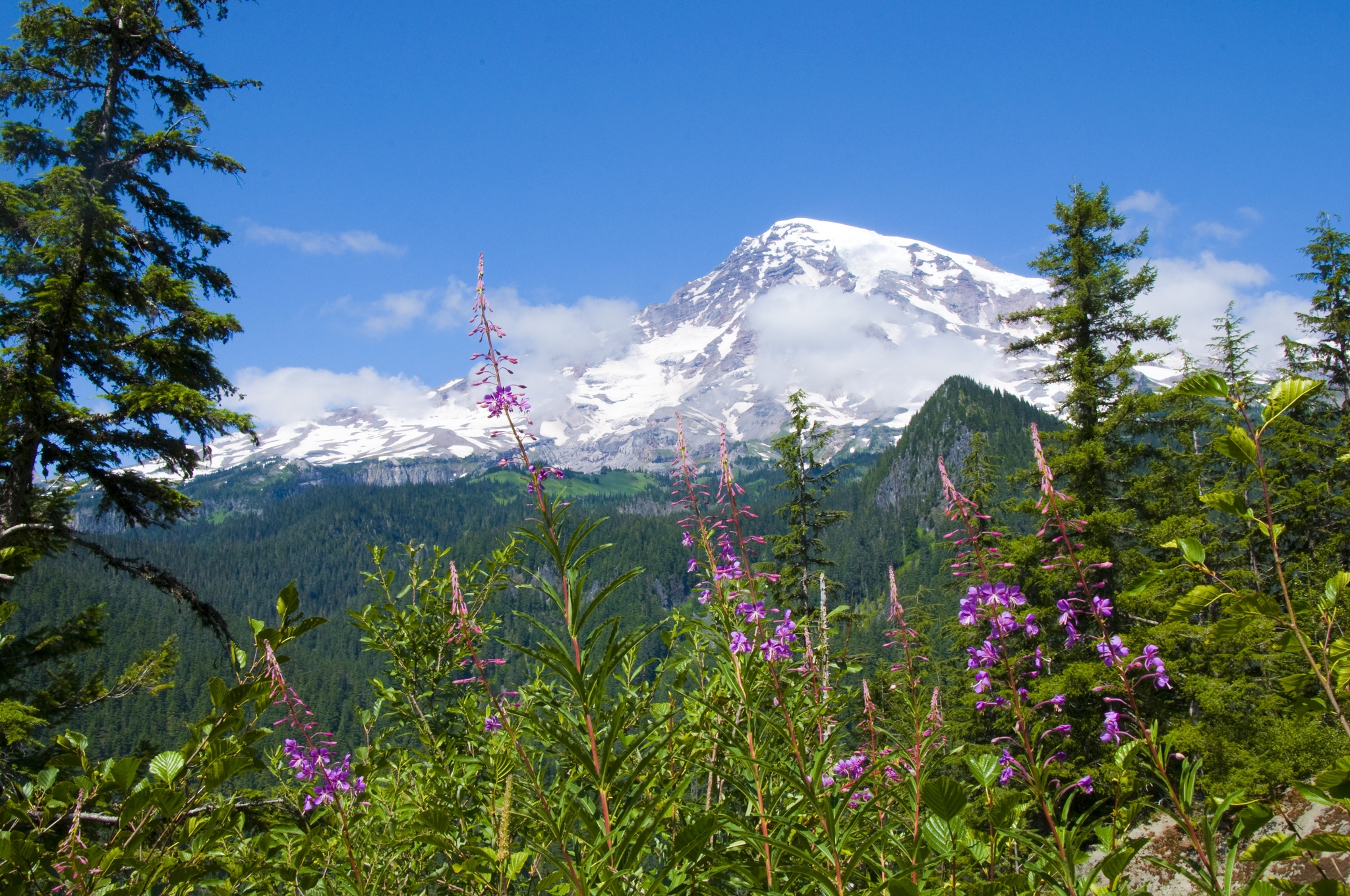 Download mobile wallpaper Mount Rainier National Park, Forest, Flowers, Mountains, Nature for free.